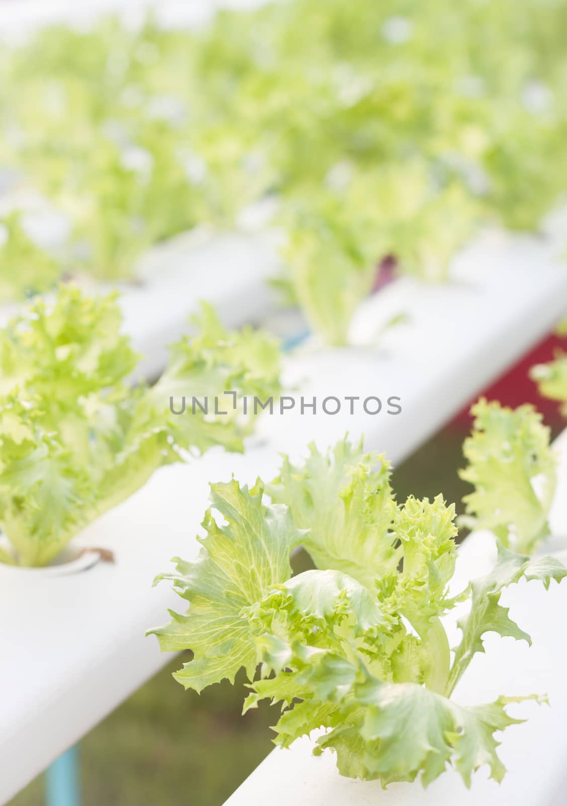 Frillice iceberg plants on hydrophonic farm by punsayaporn