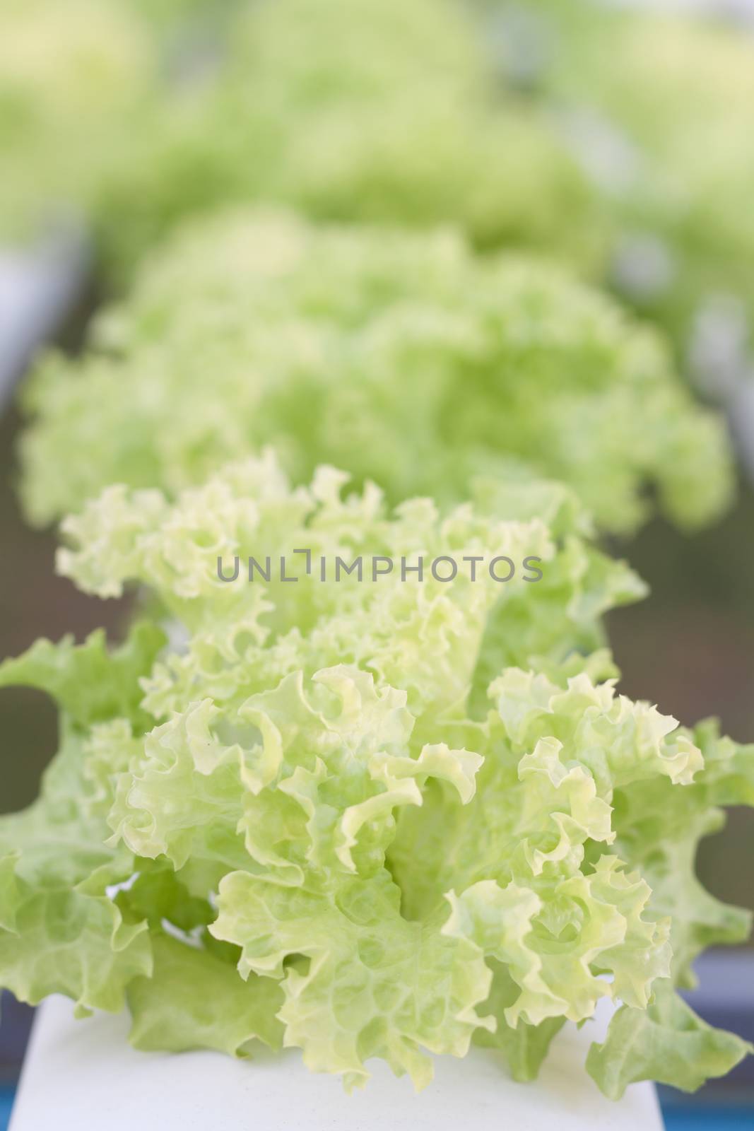 Closeup green coral plants on hydrophonic farm, stock photo