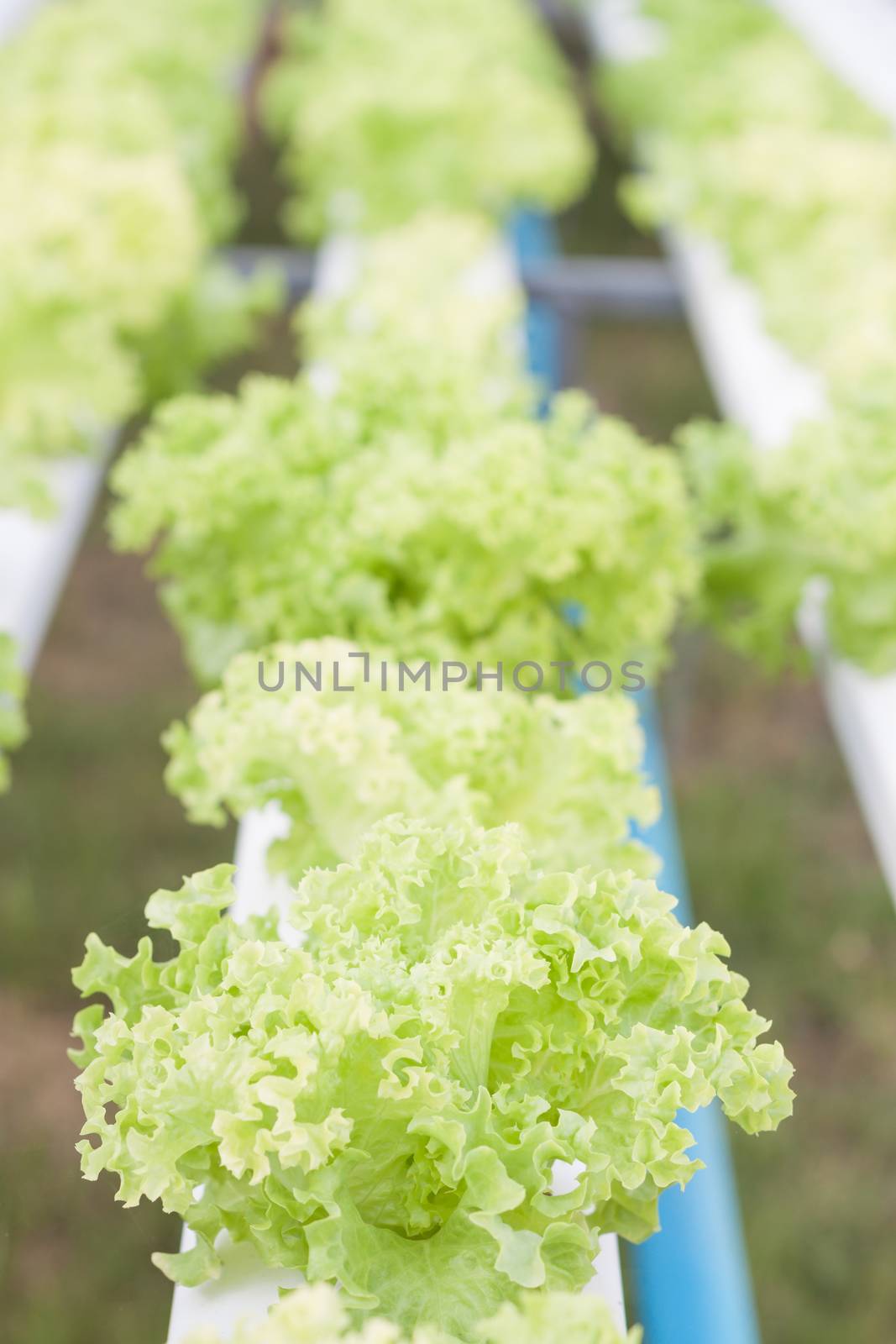 Closeup green coral plants on hydrophonic farm, stock photo