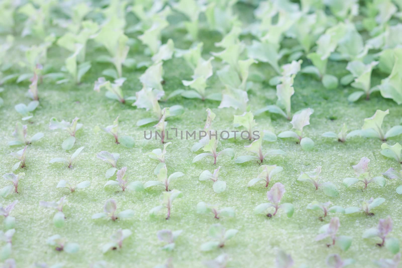 Hydrophonic plantation of vegetable salad, stock photo