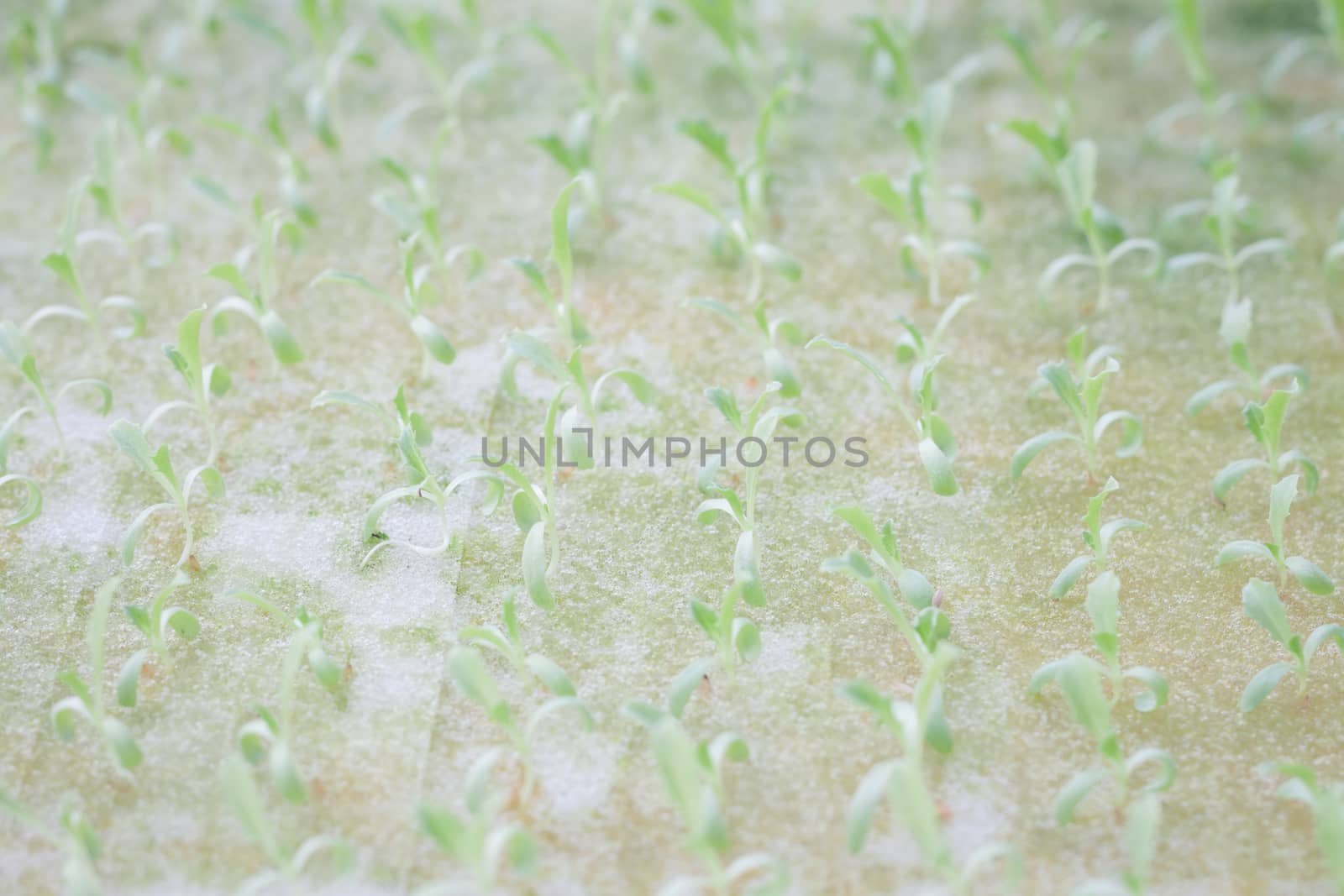 Hydrophonic plantation of vegetable salad, stock photo