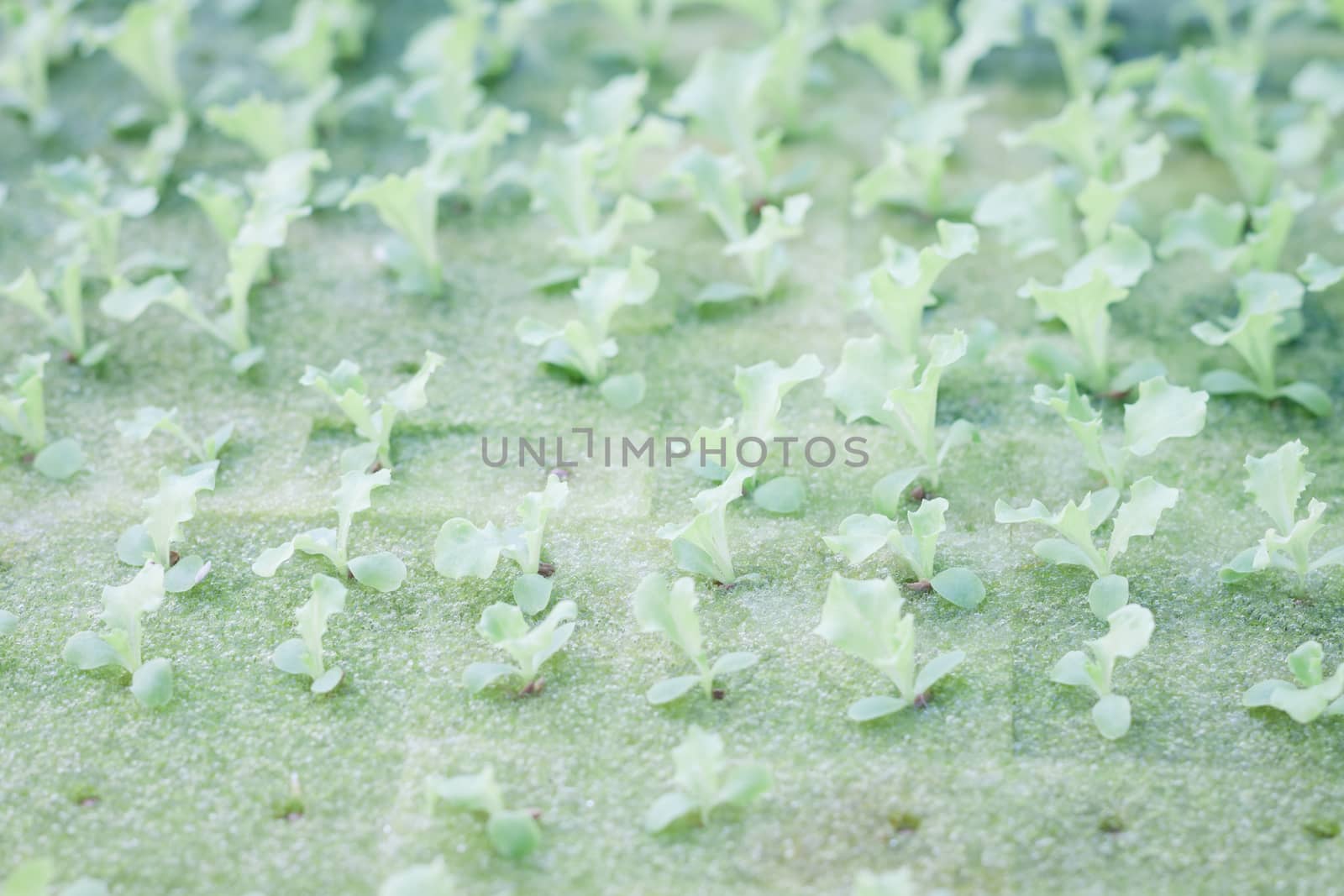 Hydrophonic plantation of vegetable salad, stock photo