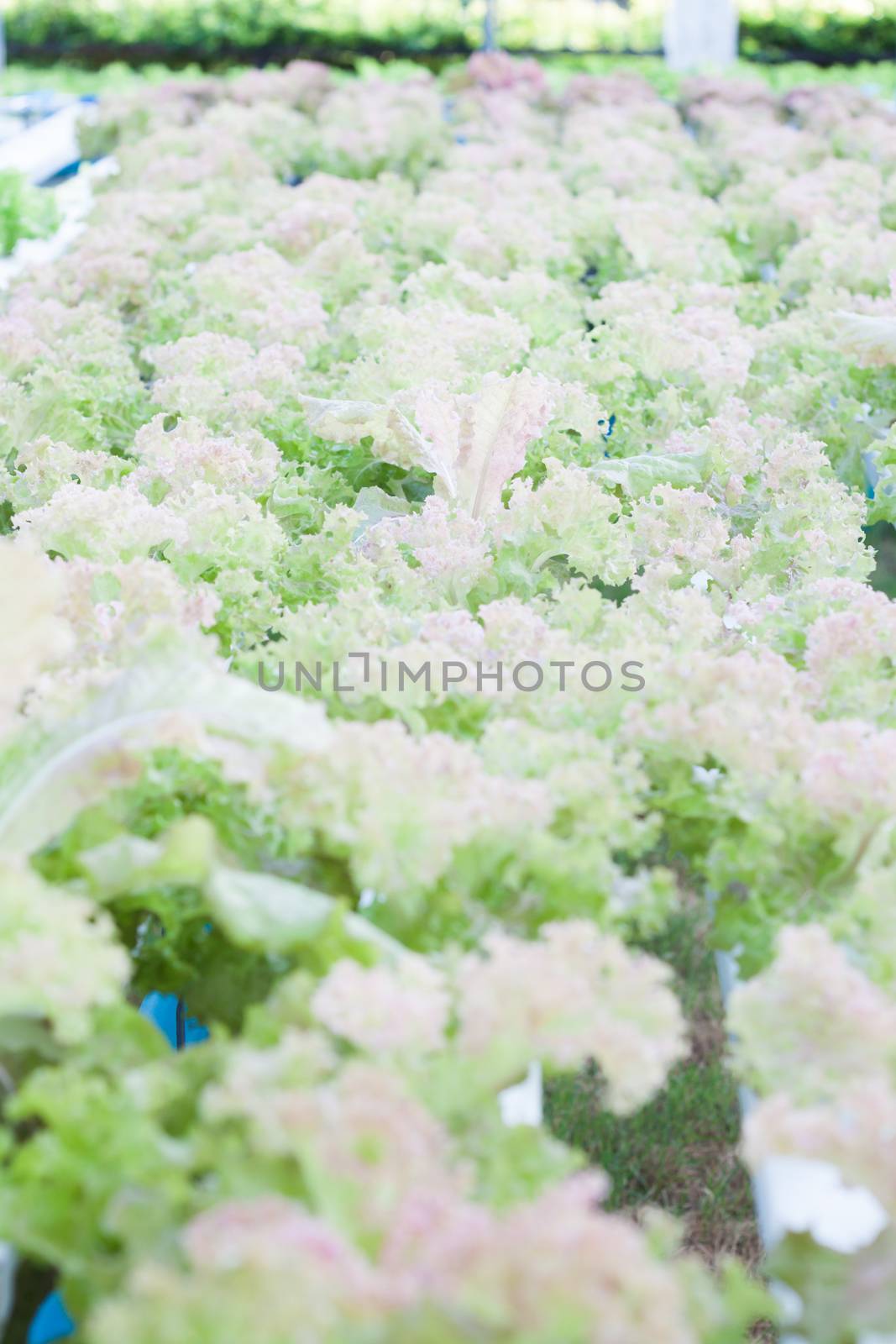 Red coral plants on hydrophonic farm, stock photo