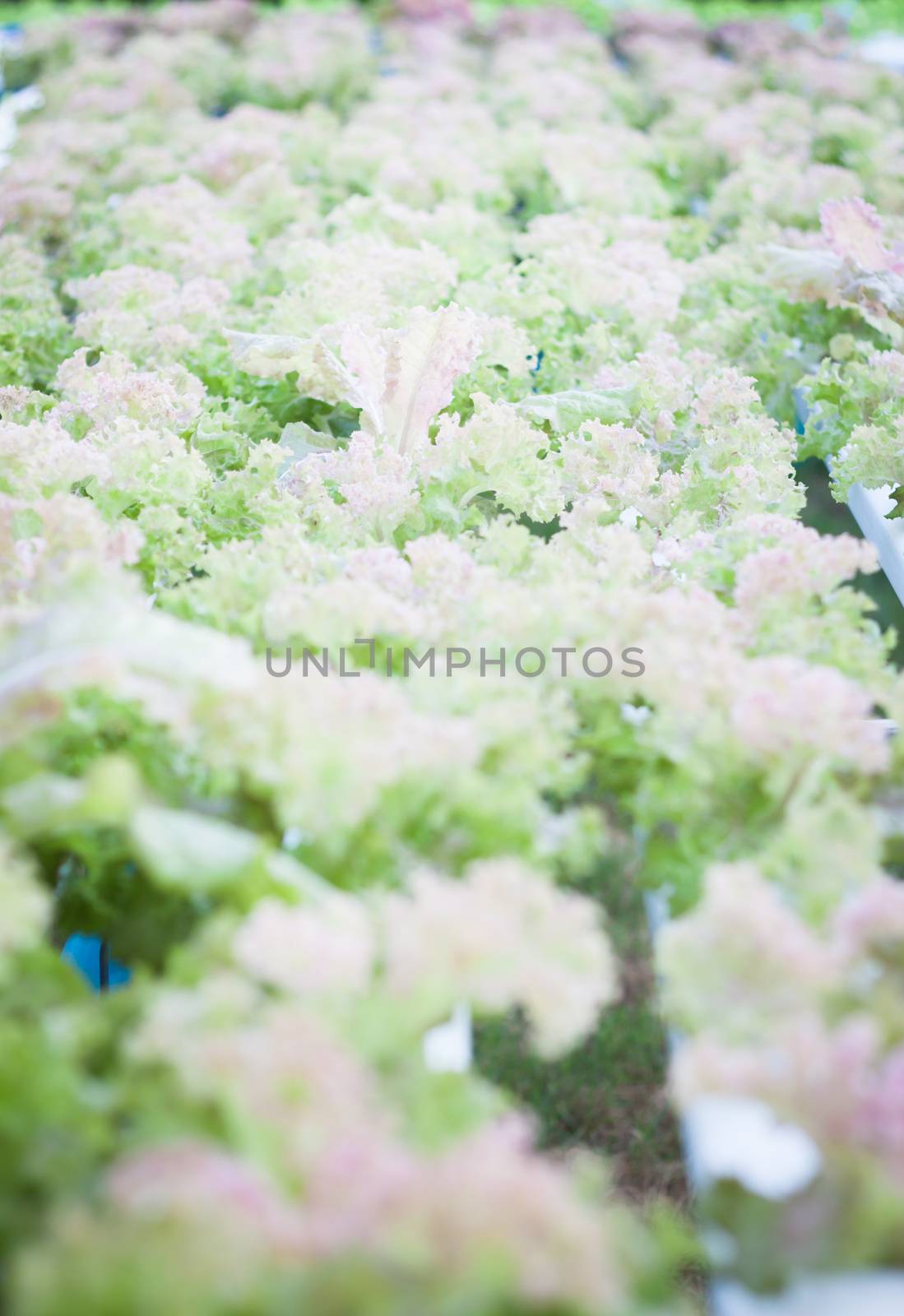 Red coral plants on hydrophonic farm, stock photo