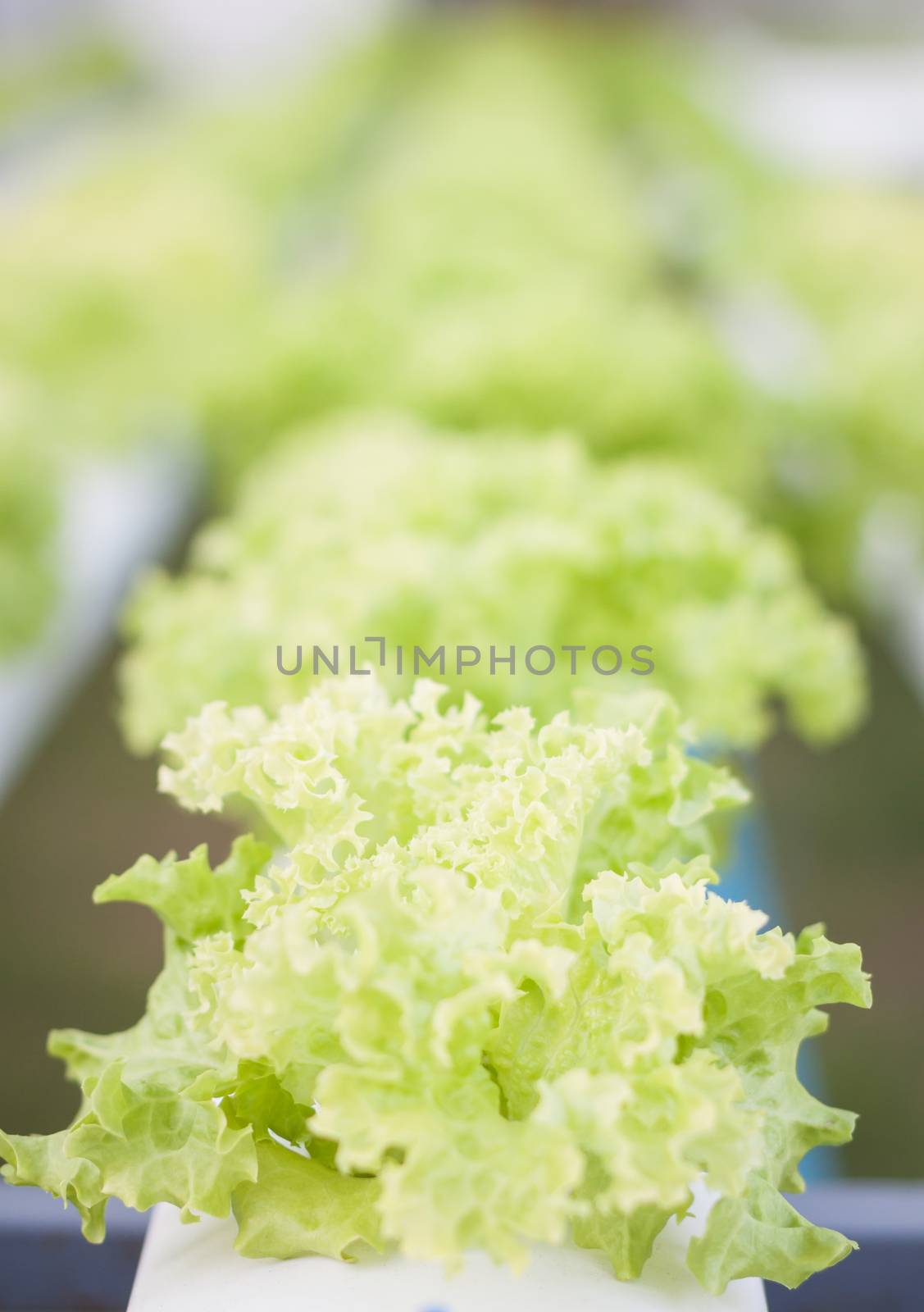 Green coral plants on hydrophonic farm, stock photo