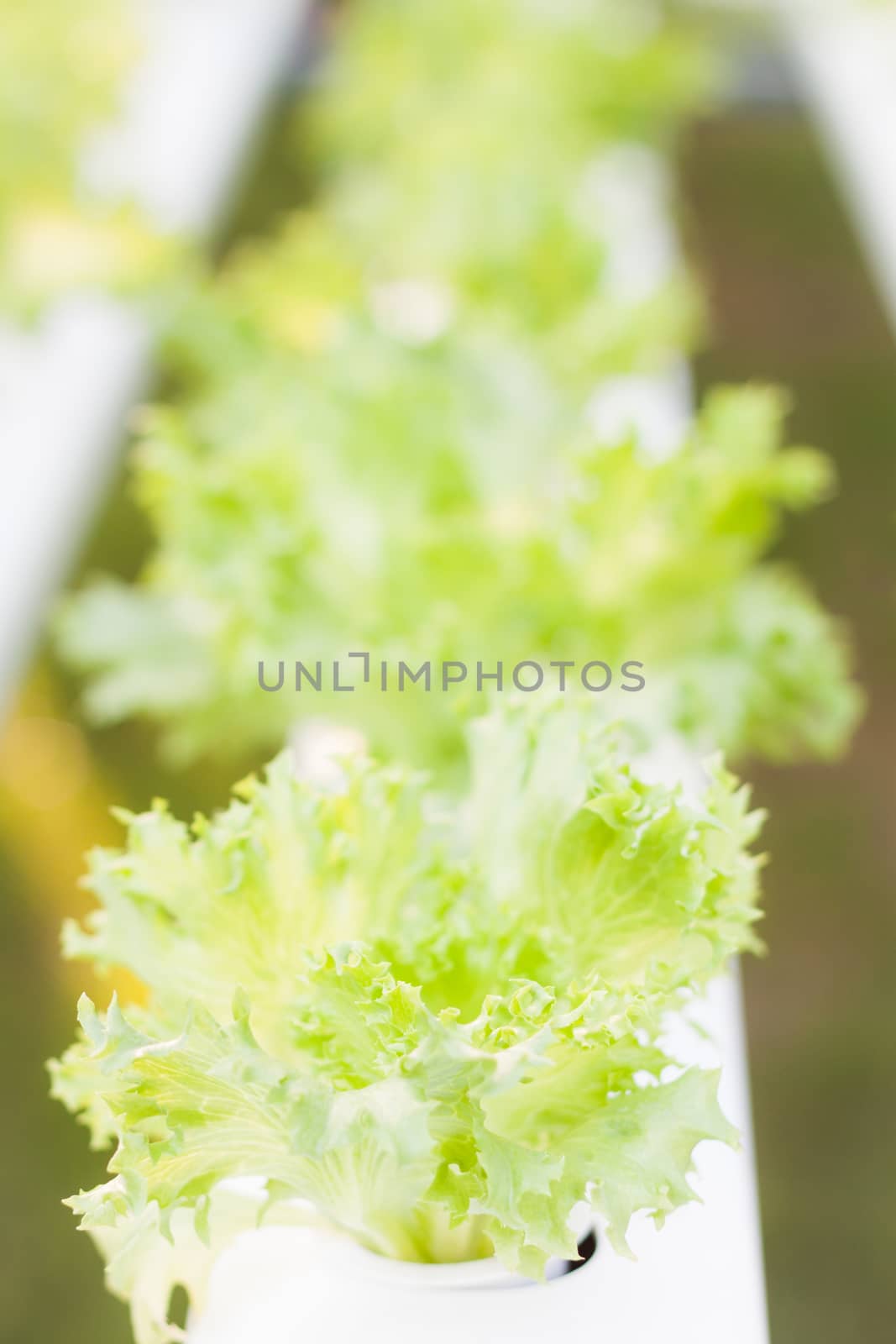 Frillice iceberg plants on hydrophonic farm, stock photo