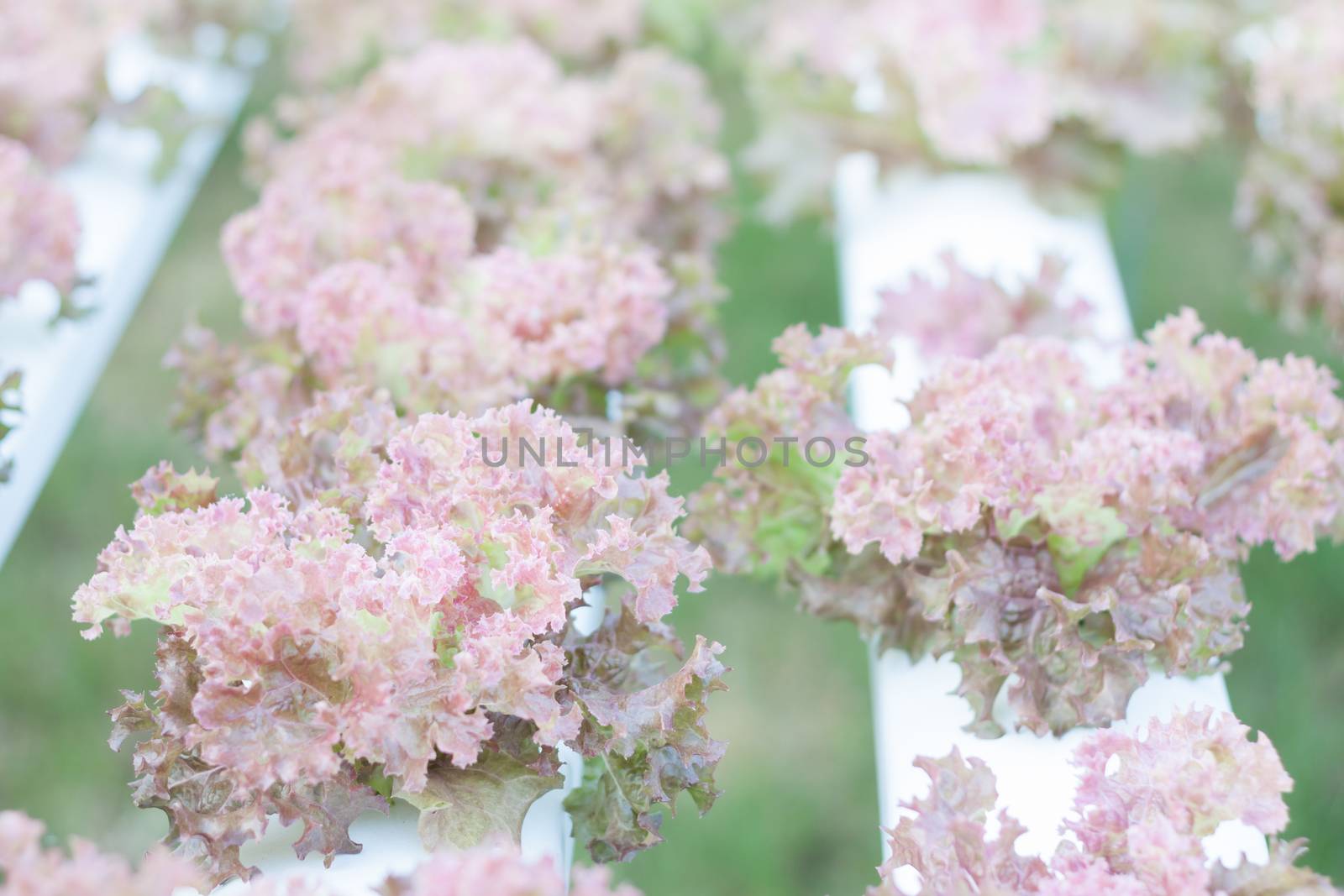 Red coral plants on hydrophonic farm, stock photo