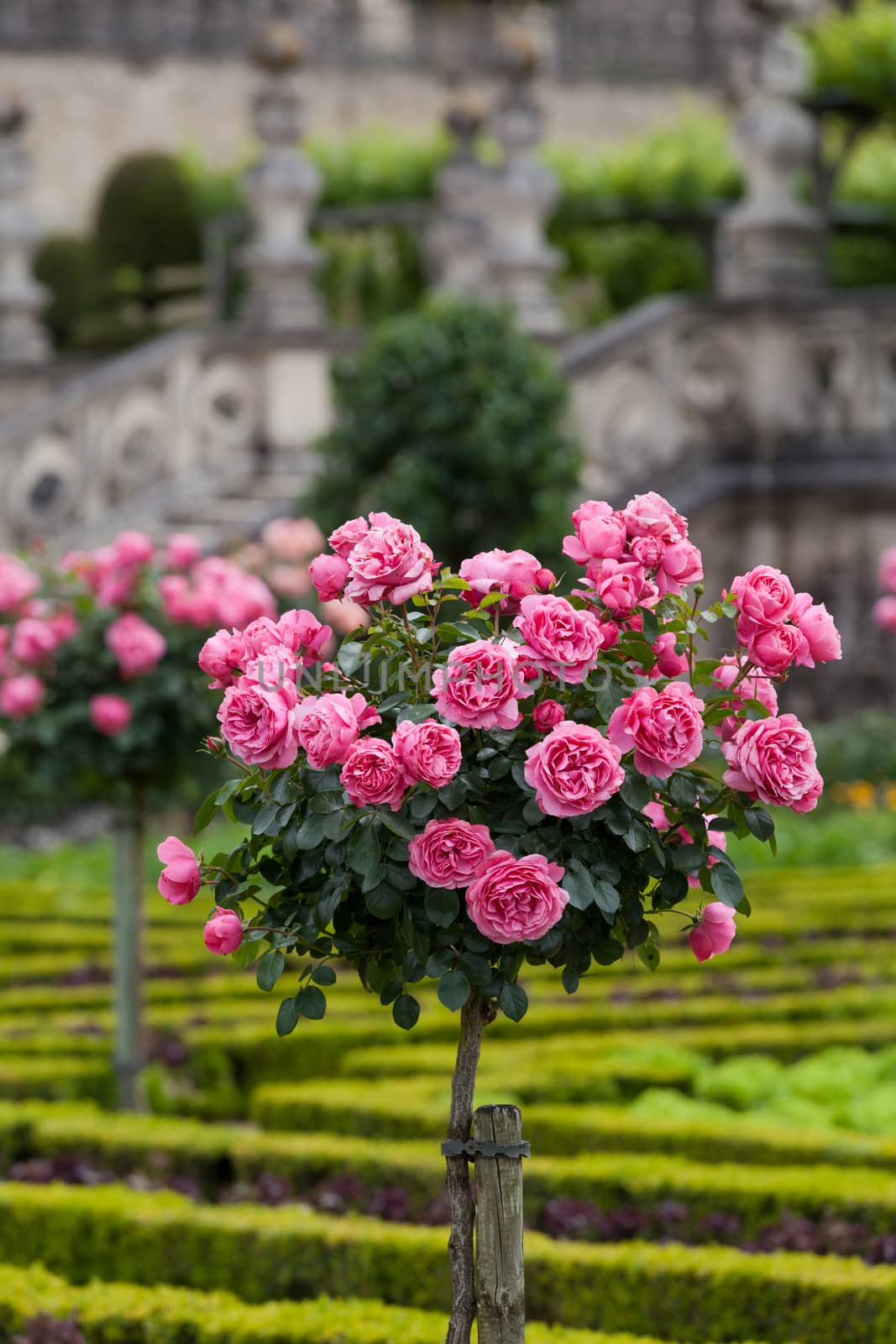 Gardens and Chateau de Villandry  in  Loire Valley in France  by wjarek