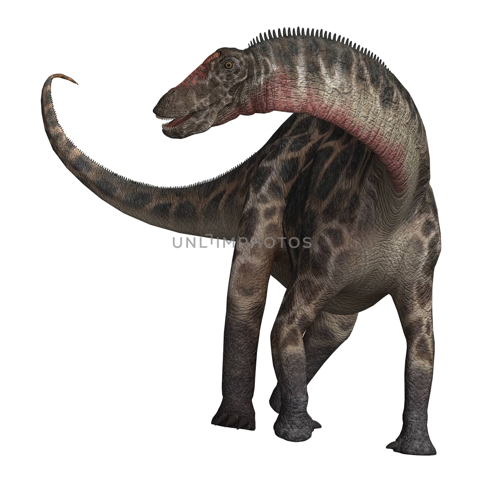 3D digital render of  a curious dinosaur Dicraeosaurus isolated on white background