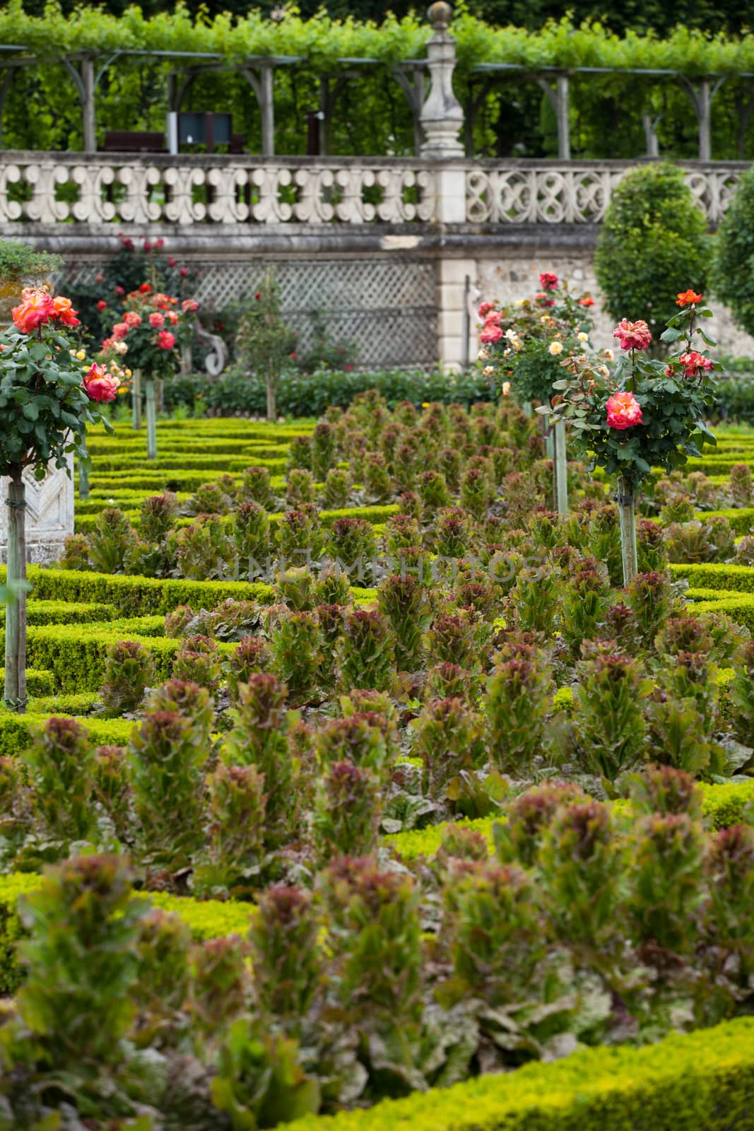 Kitchen garden in  Chateau de Villandry. Loire Valley, France  by wjarek