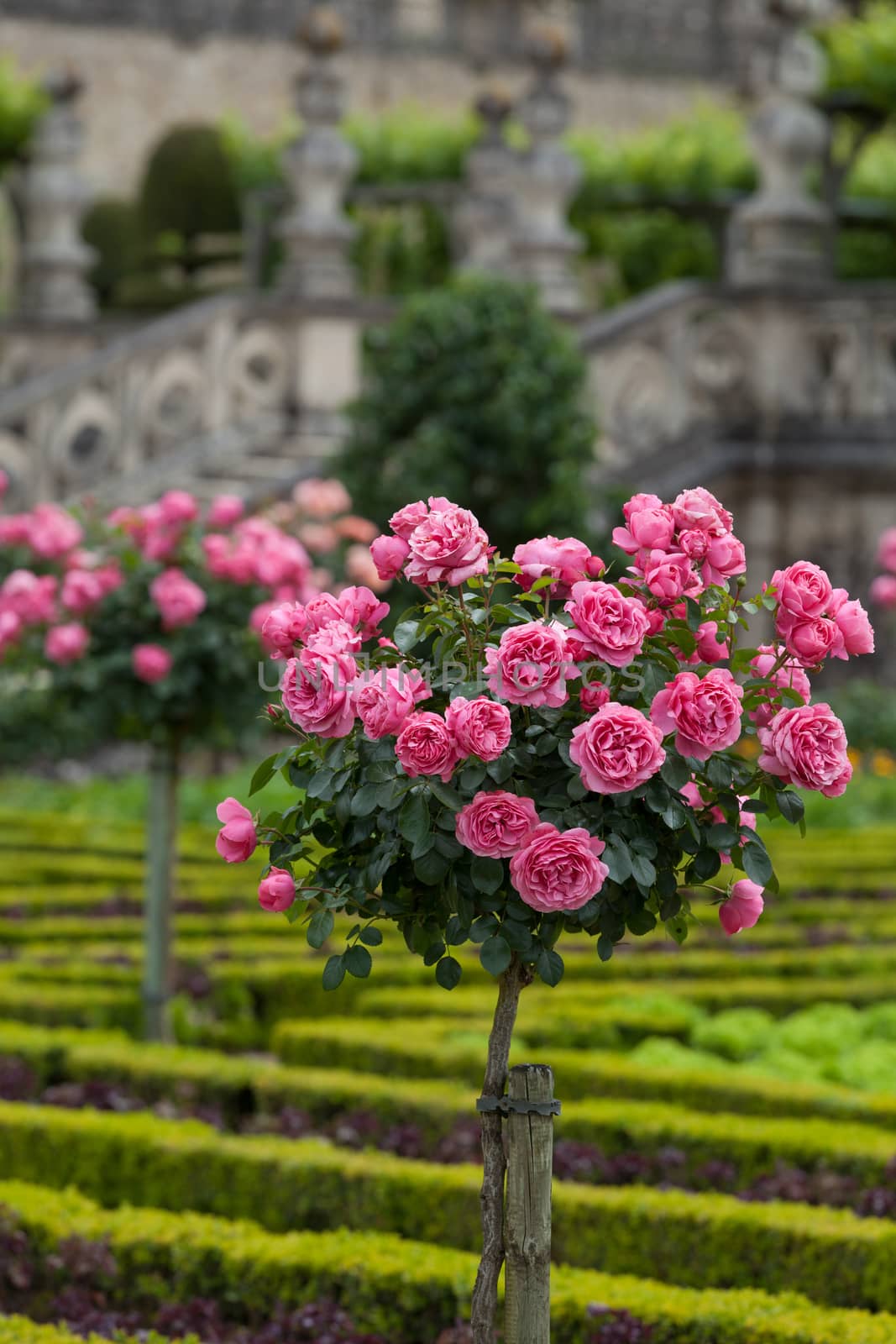 Gardens and Chateau de Villandry  in  Loire Valley in France 