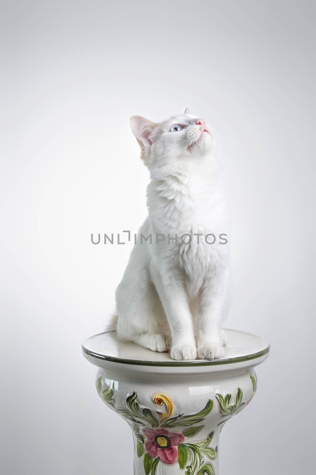 Cat on white looking up by dynamicfoto