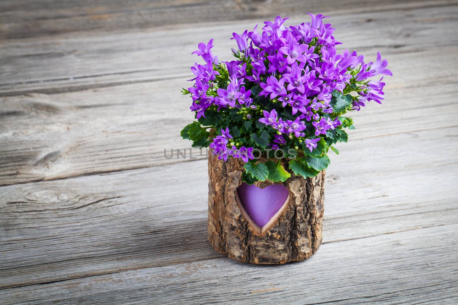 blue campanula flowers wooden background