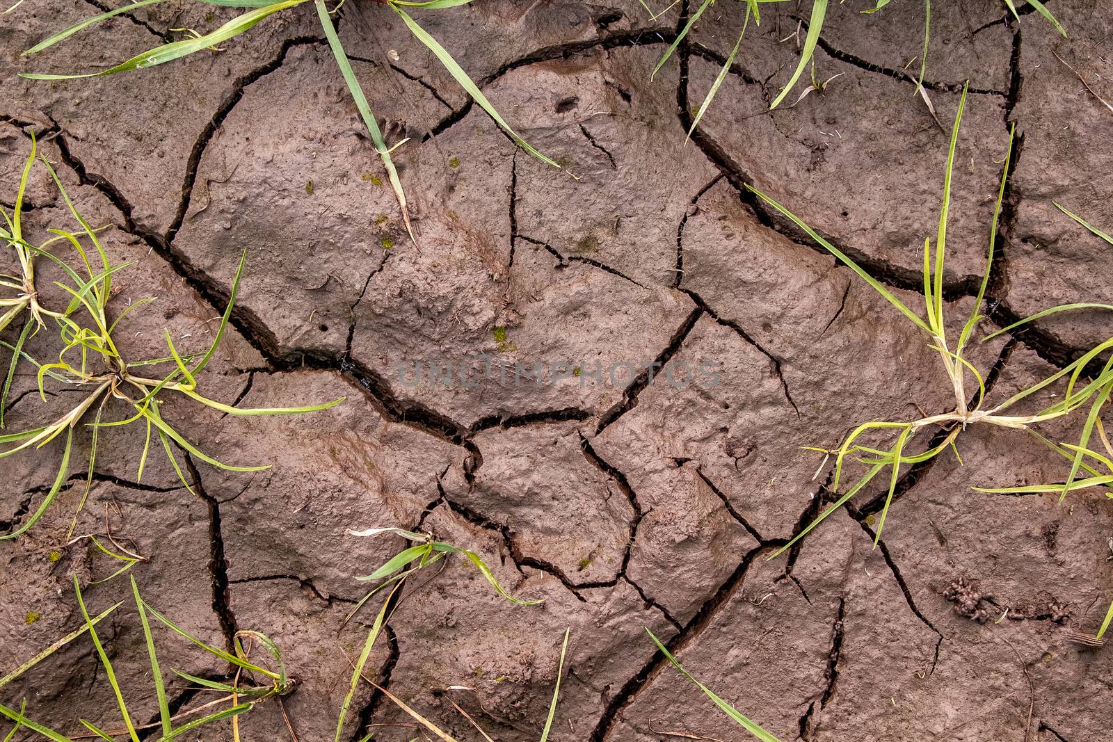 Dirt with cracks and grass