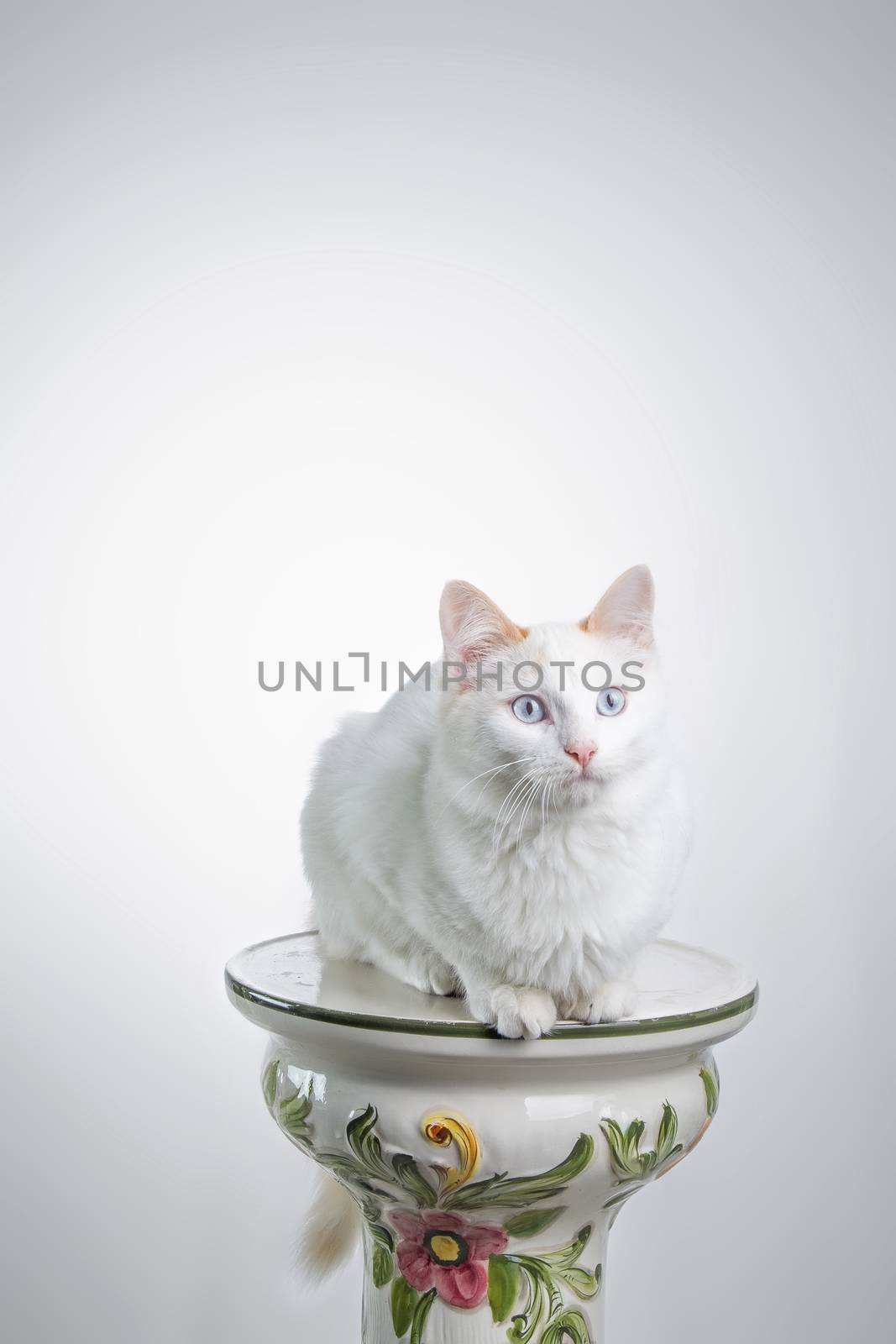 Cat staring on white by dynamicfoto
