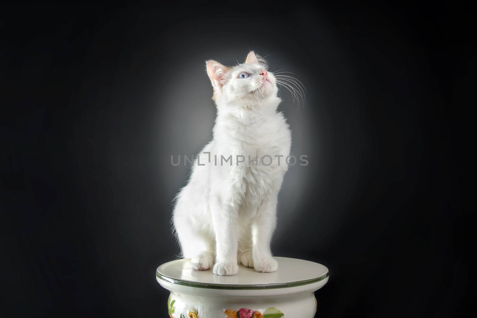 White cat background by dynamicfoto