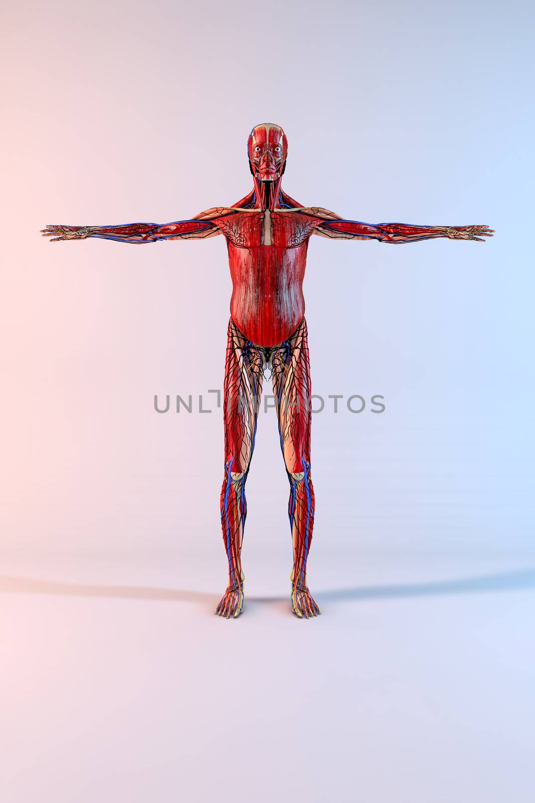 Complete human body with opened arms on white background