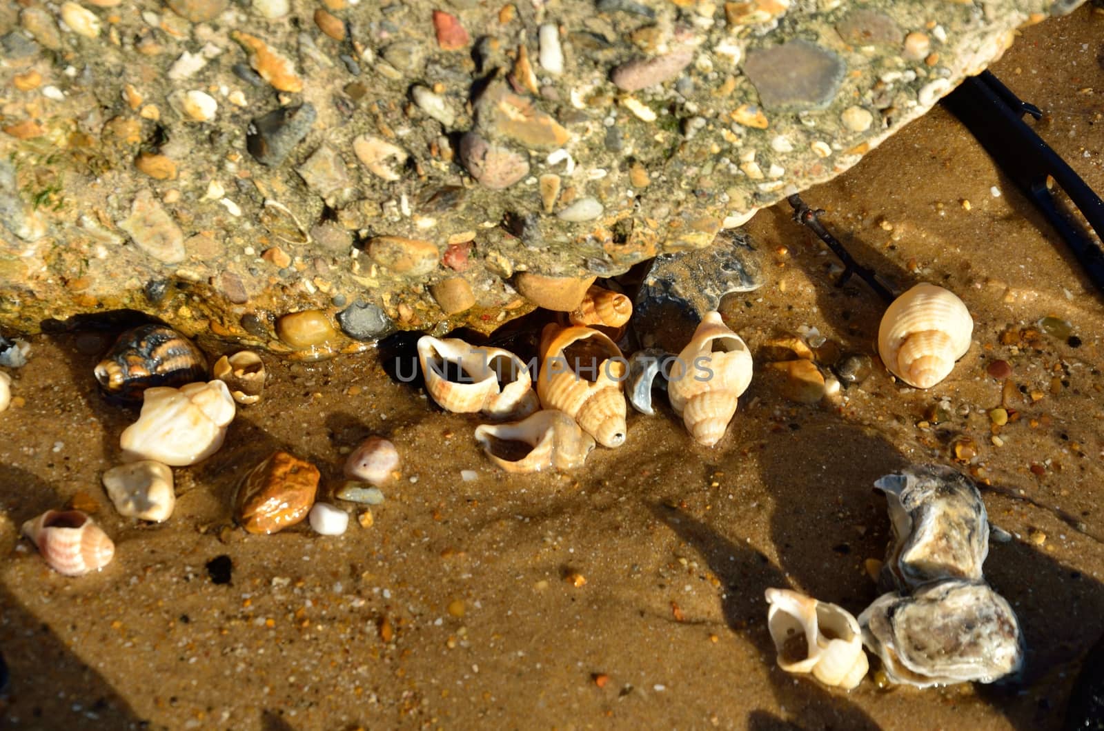 Group of sea shells on beach