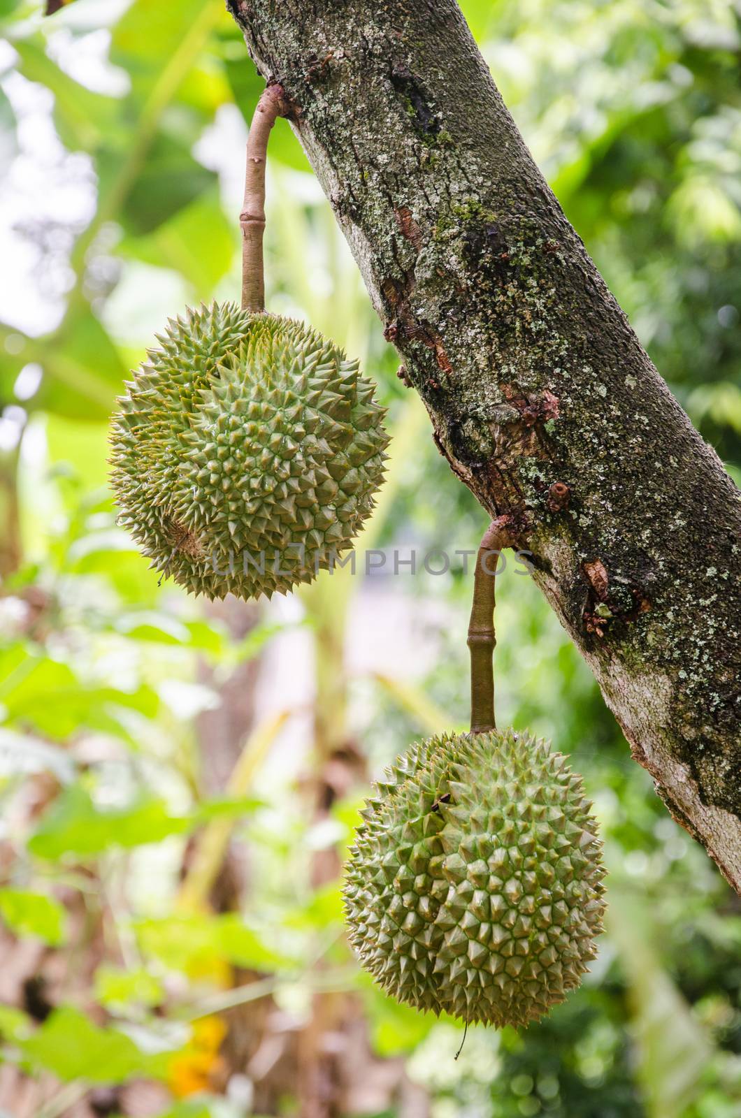 Fresh durian in the orchard at Rayong, Thailand by wanichs