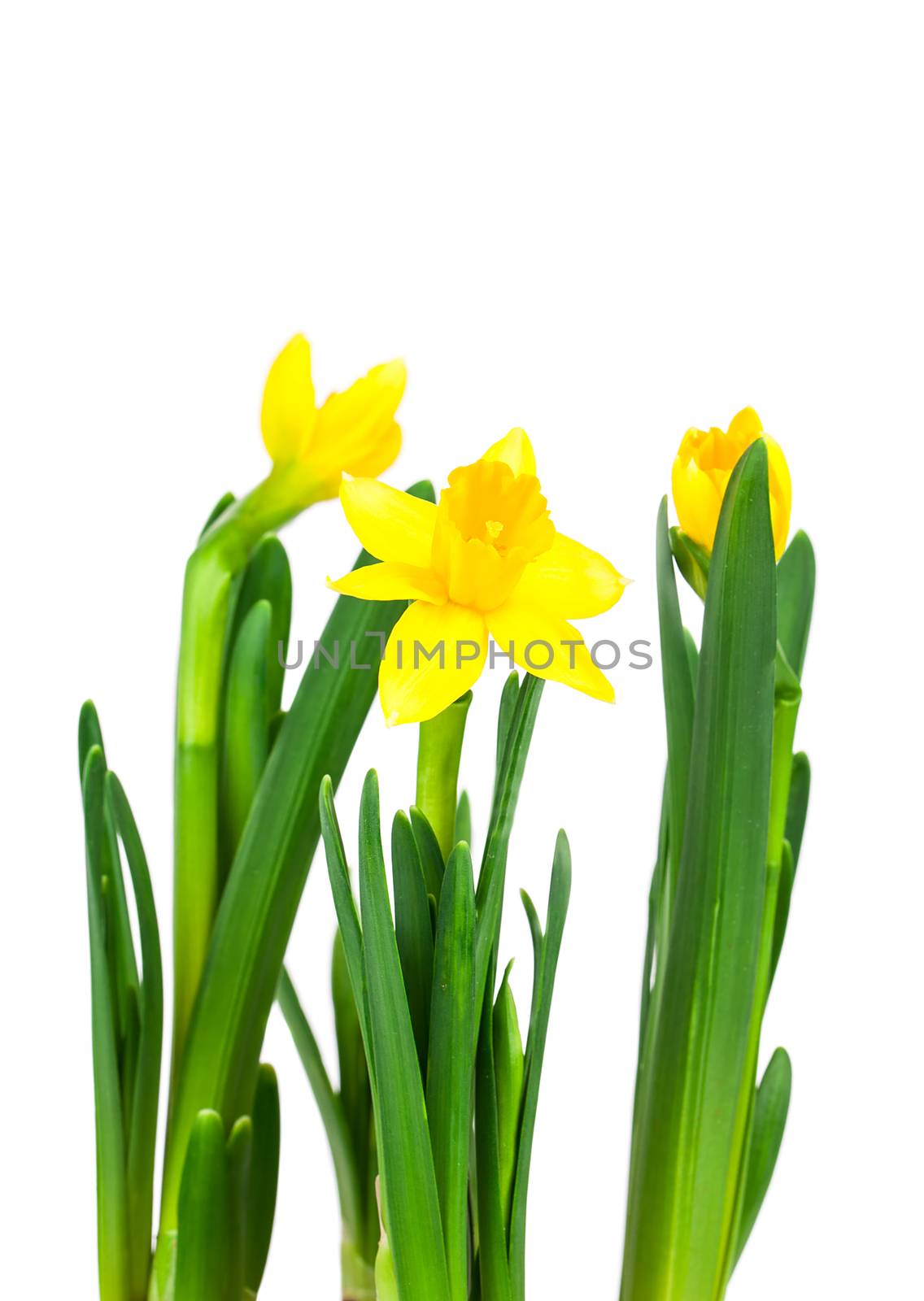 Daffodil flower or narcissus bouquet isolated on white background macro. Spring Flowers