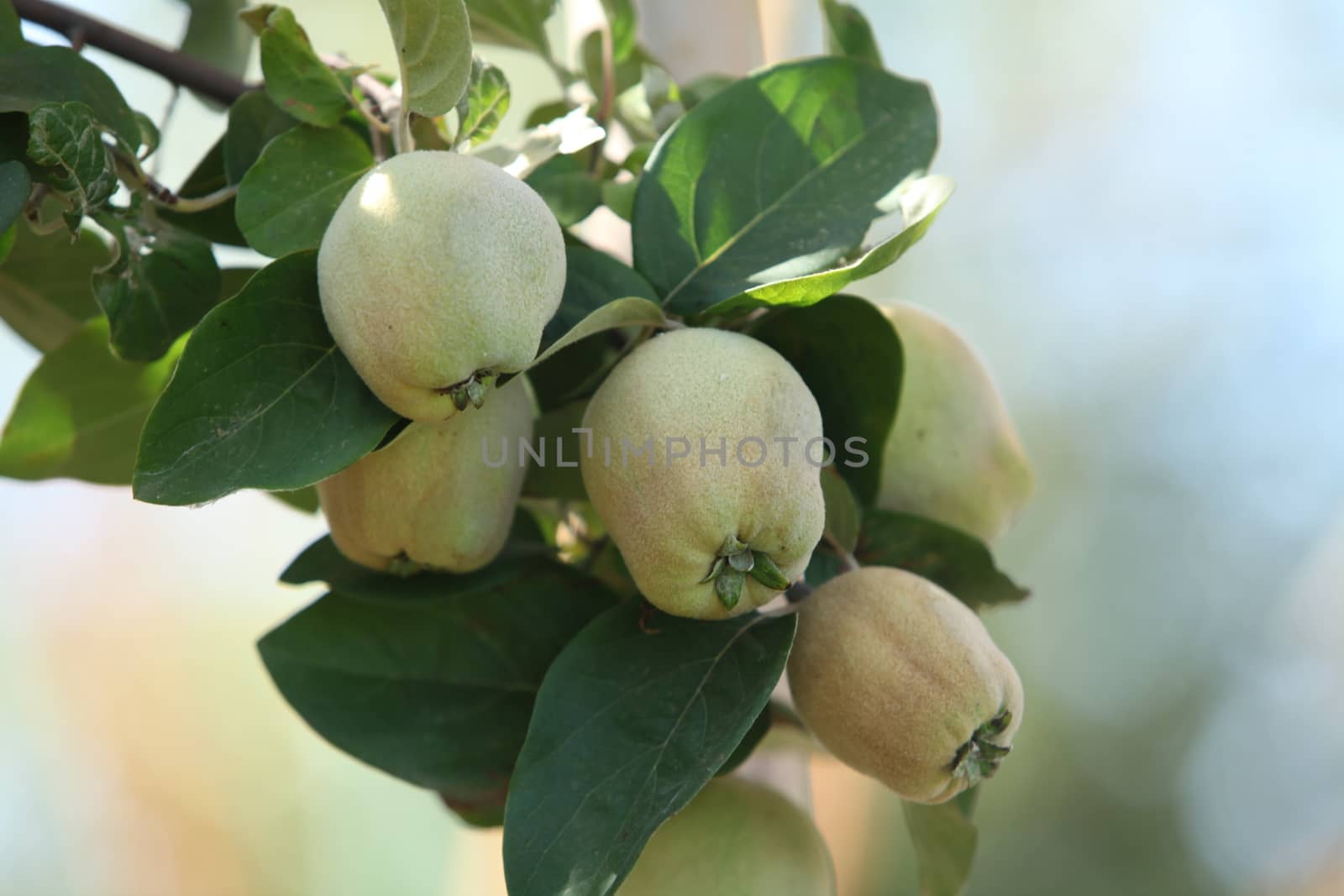 fruits Quince on a tree branch close to