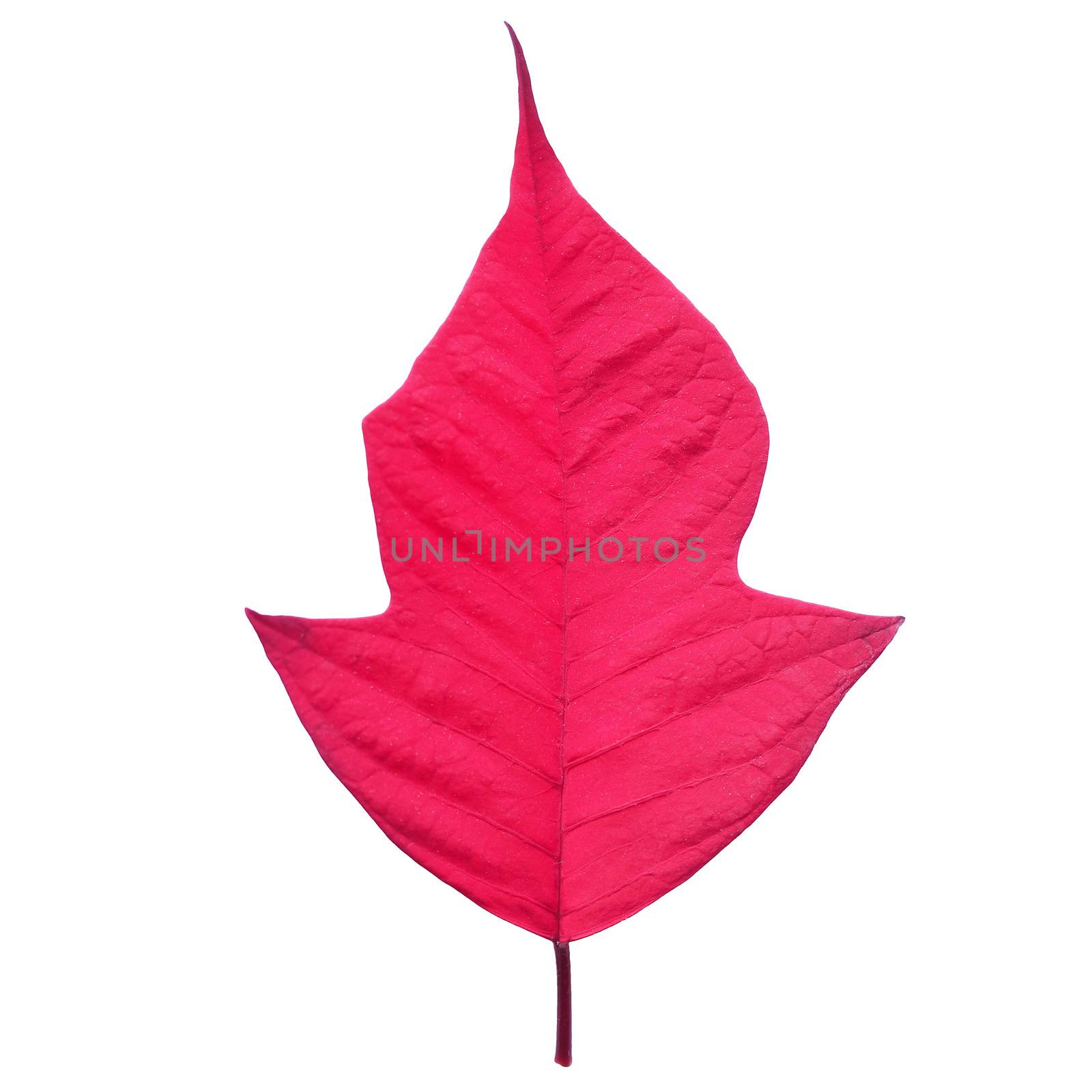 Red leaf of Christmas star Poinsettia Euphorbia pulcherrima flower isolated over white