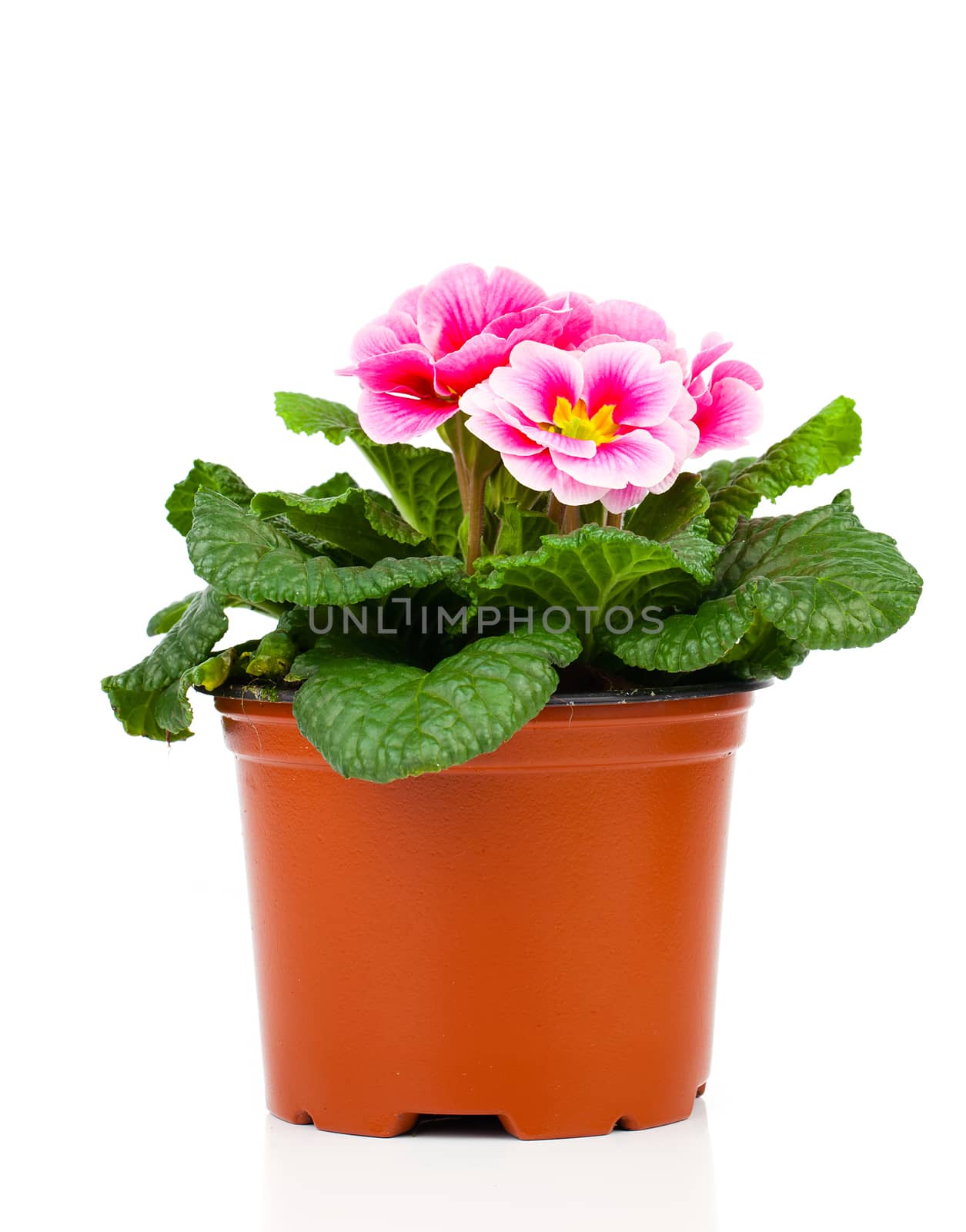 Beautiful pink primula in flowerpot, isolated on white by motorolka