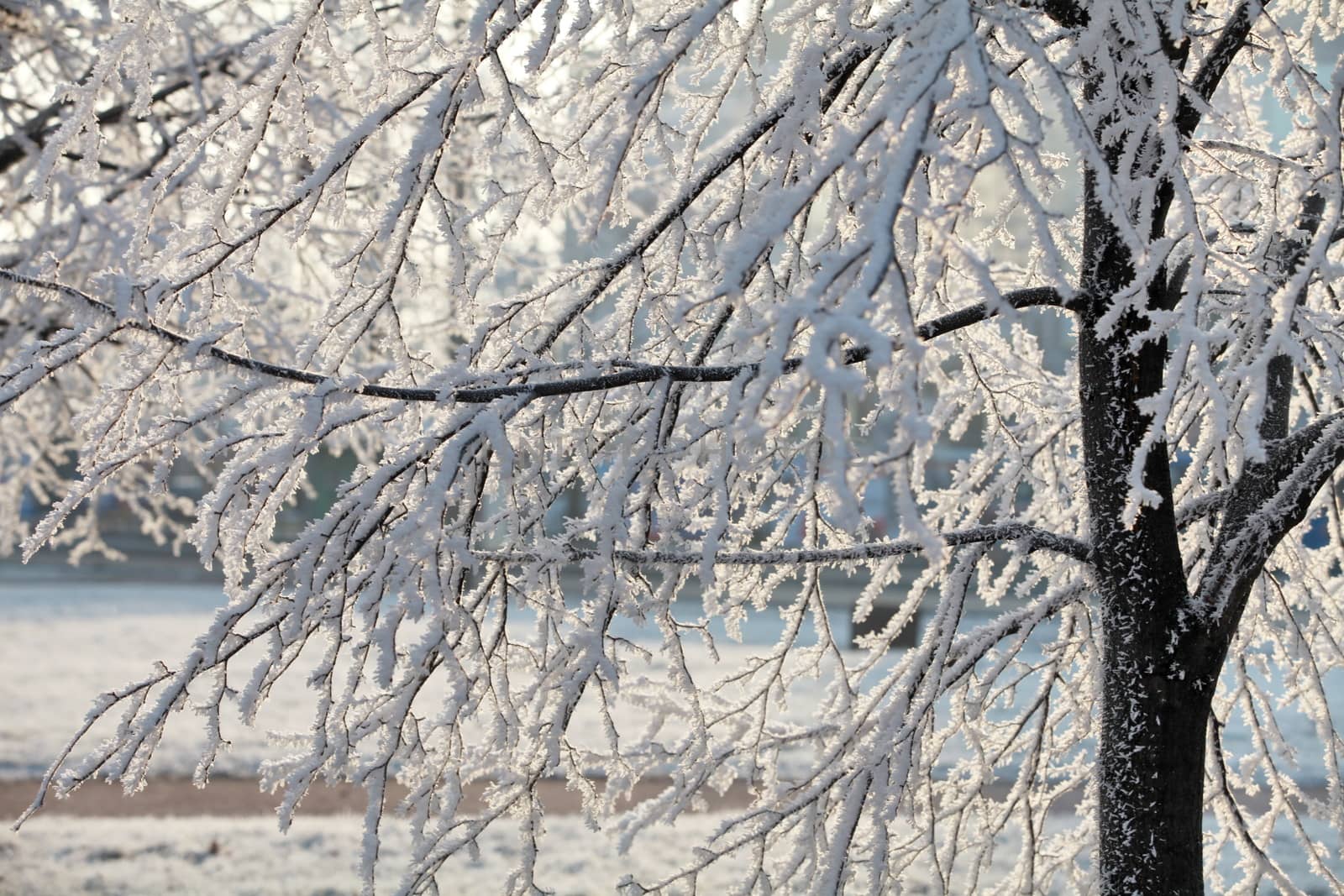 trees covered with frost against the bright sky