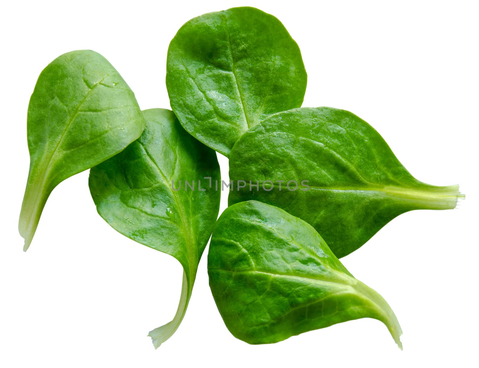 Isolated Spinach Salad Leaves by mrdoomits