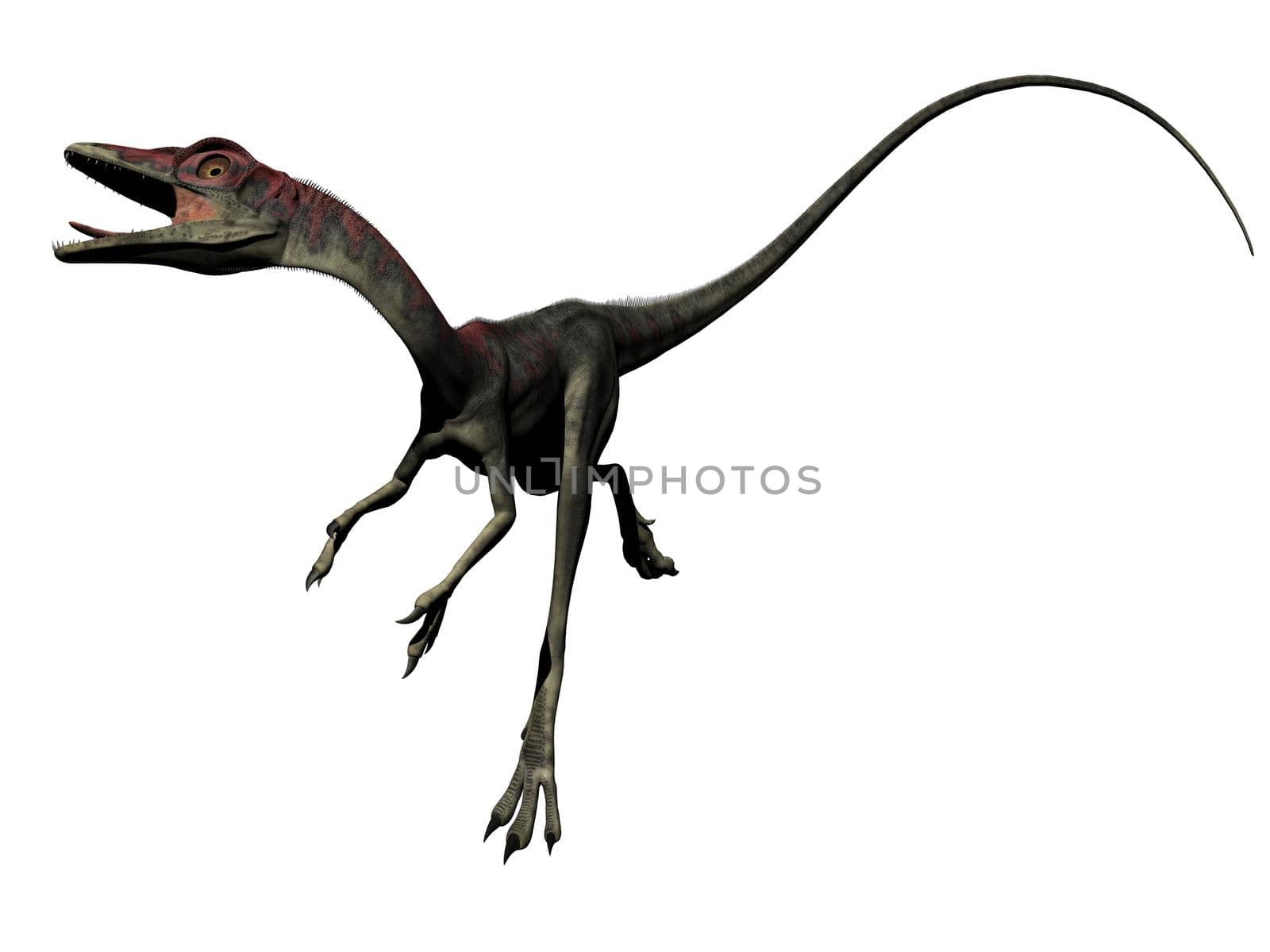 compsognathus dinosaur in white background - 3d render
