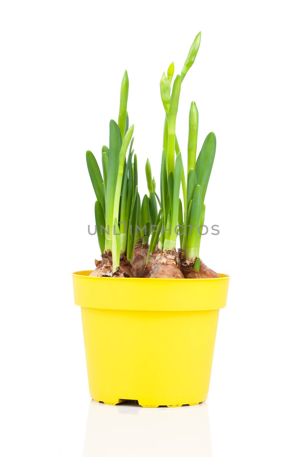 Daffodils (Narcissus) in flower pot by motorolka