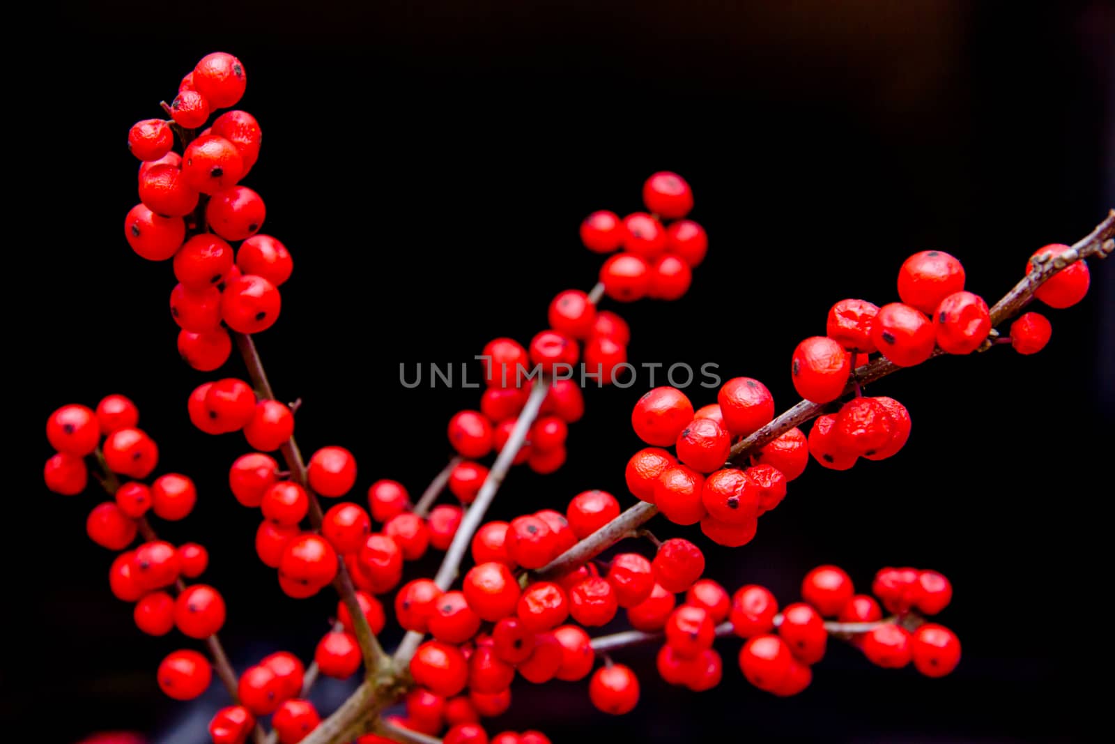 Branch with red berries by spafra
