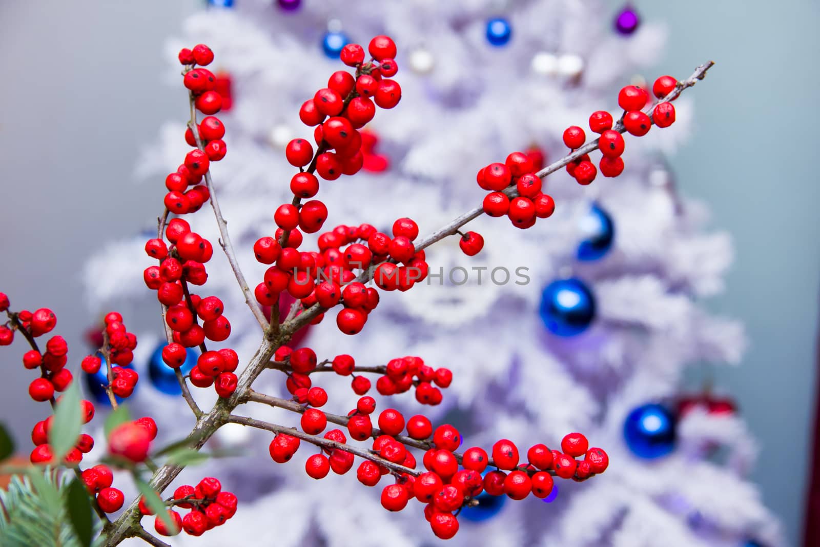 Branch with red berries in front of Christmas tree