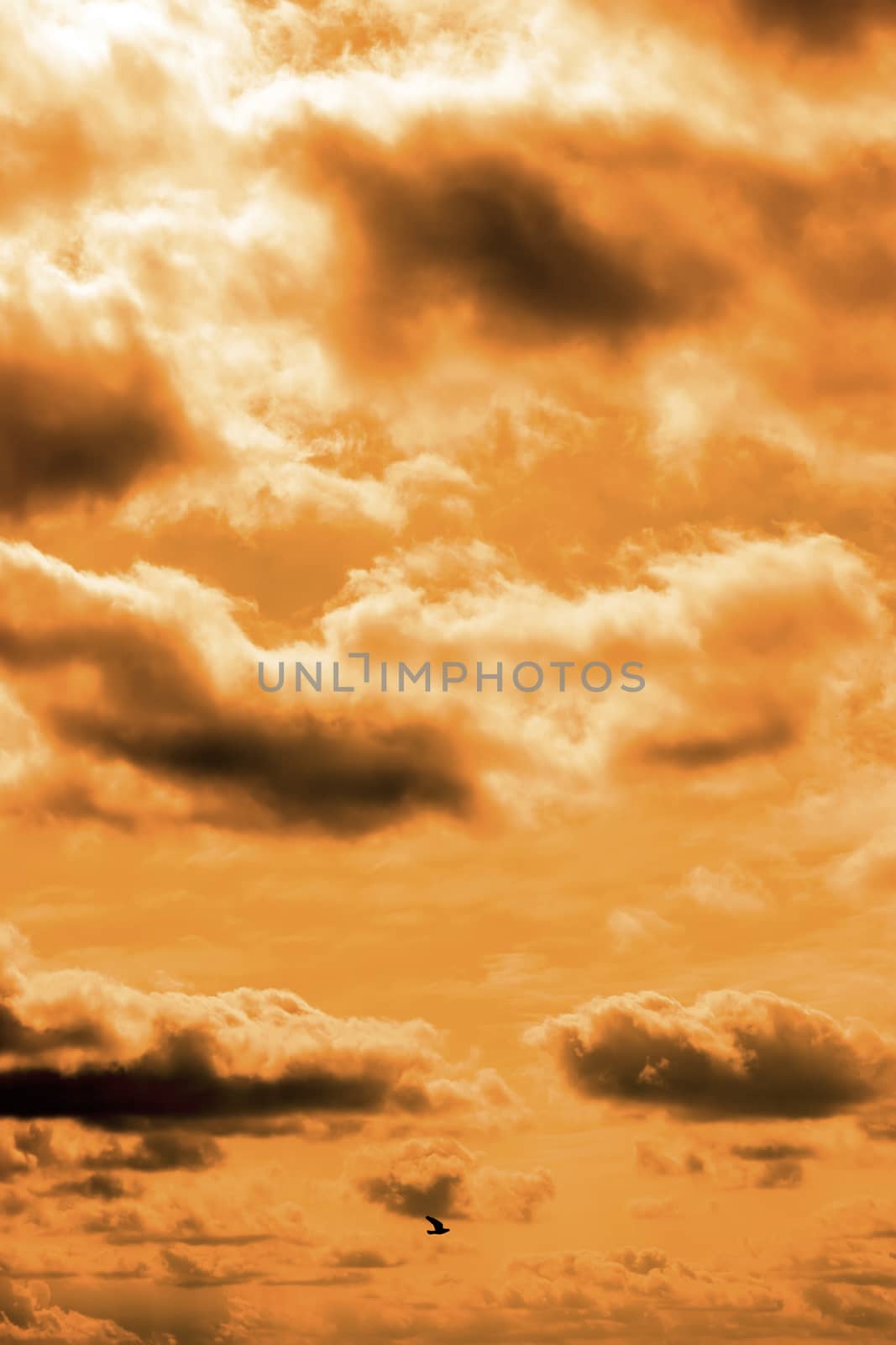 single bird flying in the beautiful cloudy sunset sky in Ireland