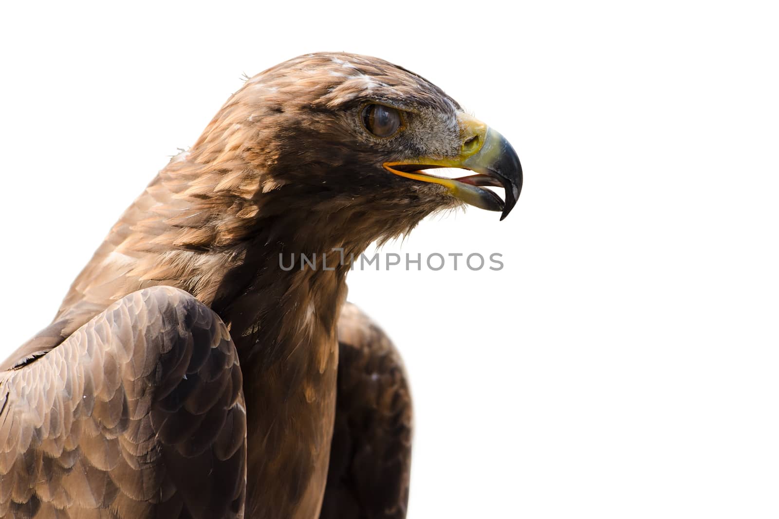 Wild golden eagle with open beak the bird of prey profile portrait isolated on white