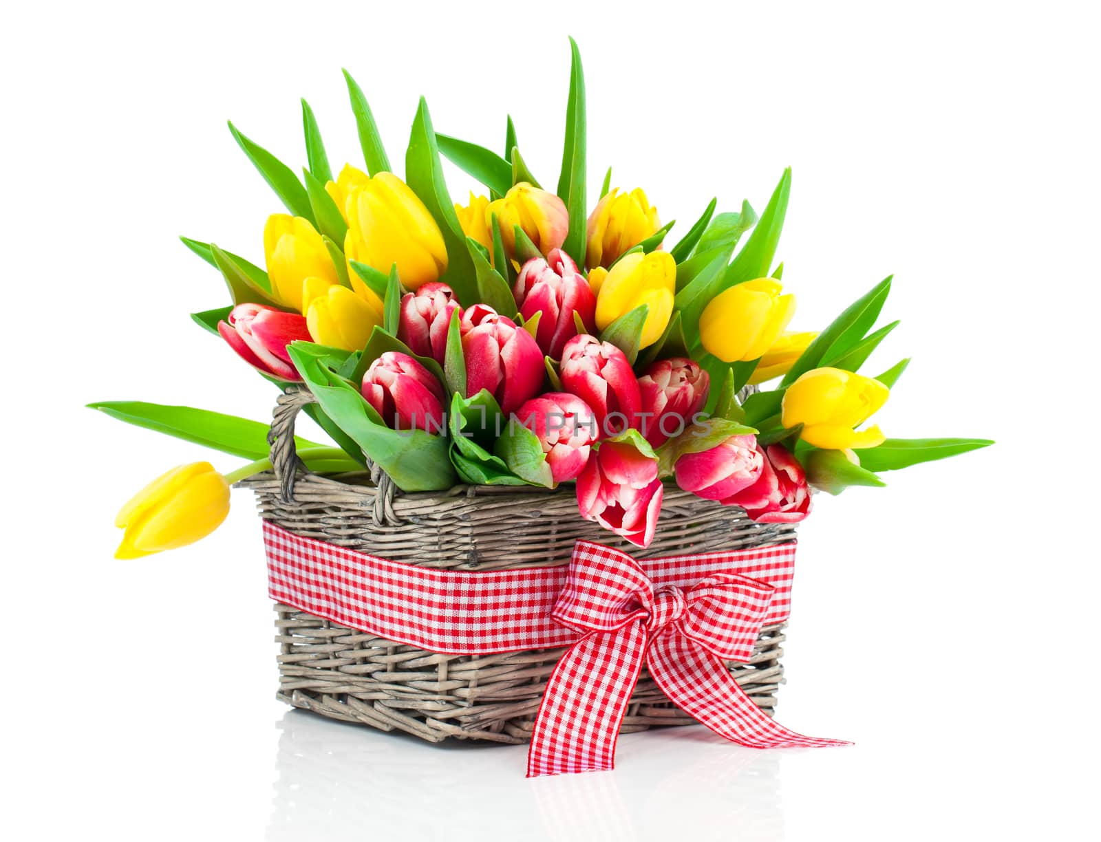 Colorful tulip blooms in a basket isolated on white