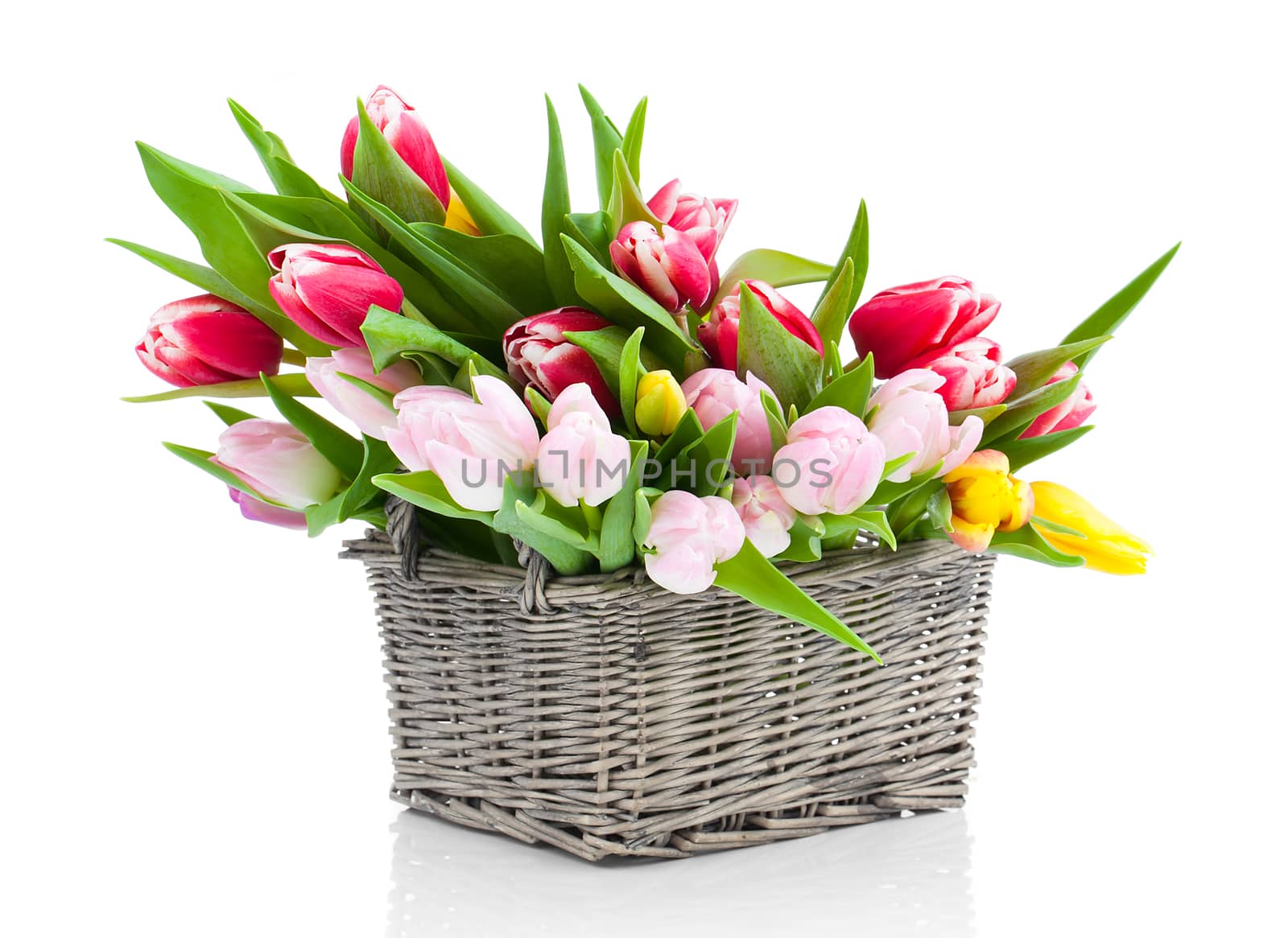 Colorful tulip blooms in a basket isolated on white