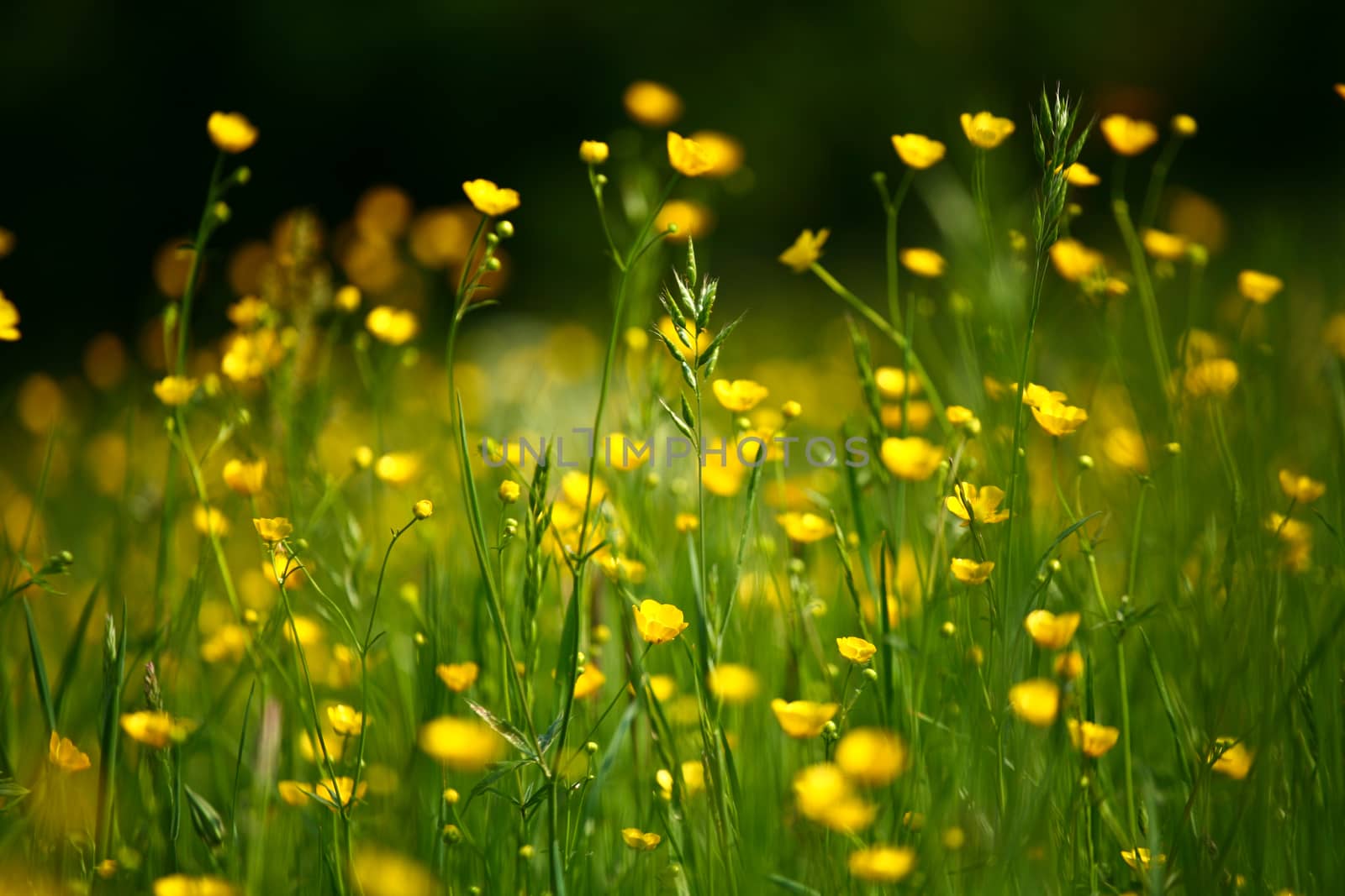Garden with colorful flowers