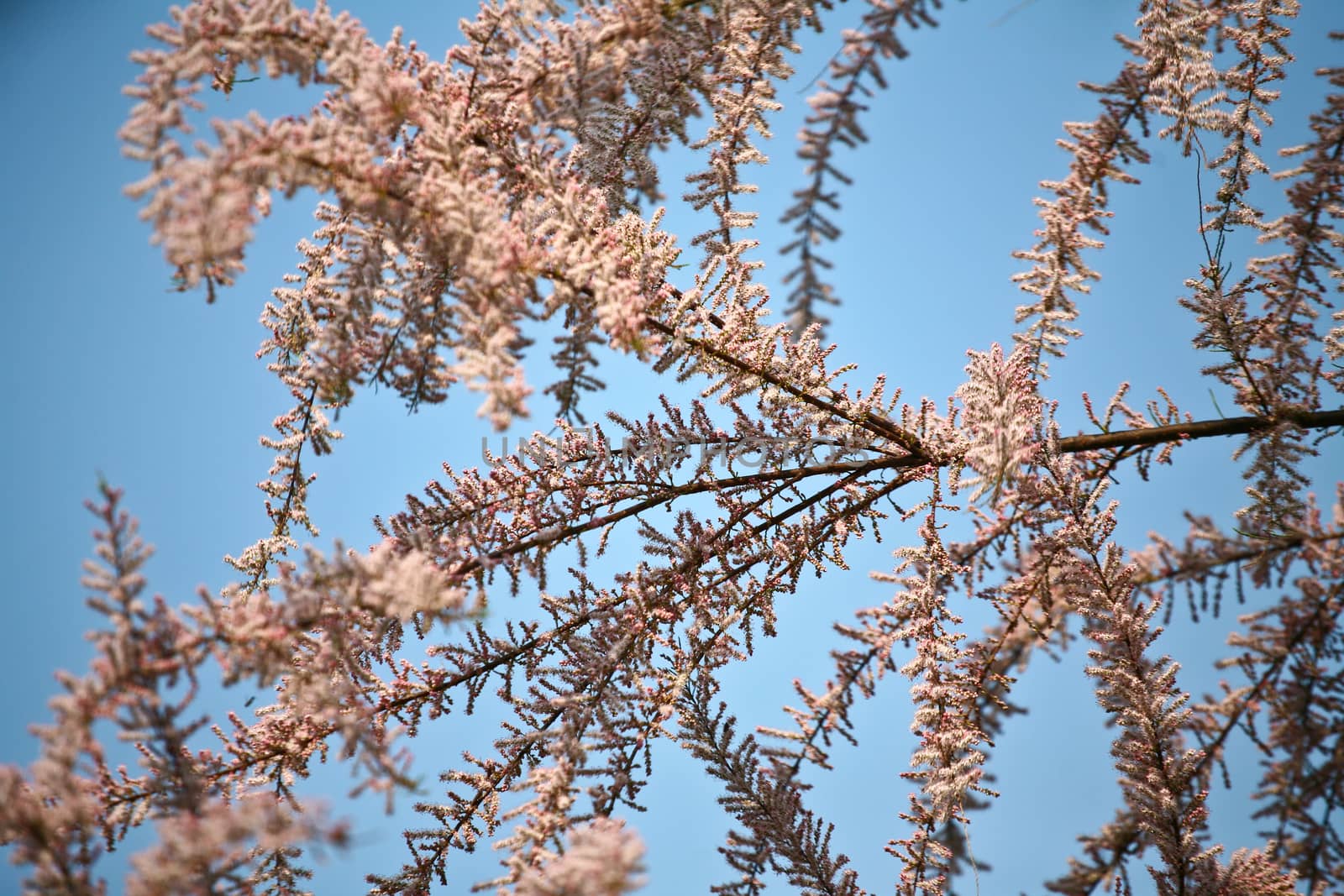 Branches with colorful leaves