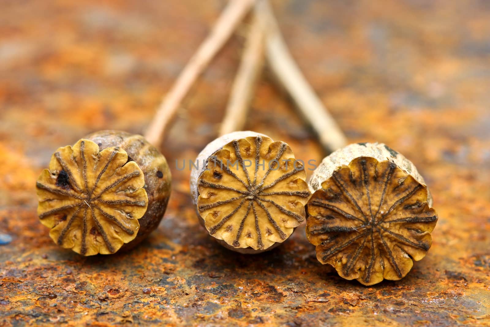 Opium poppy seed capsule closeup