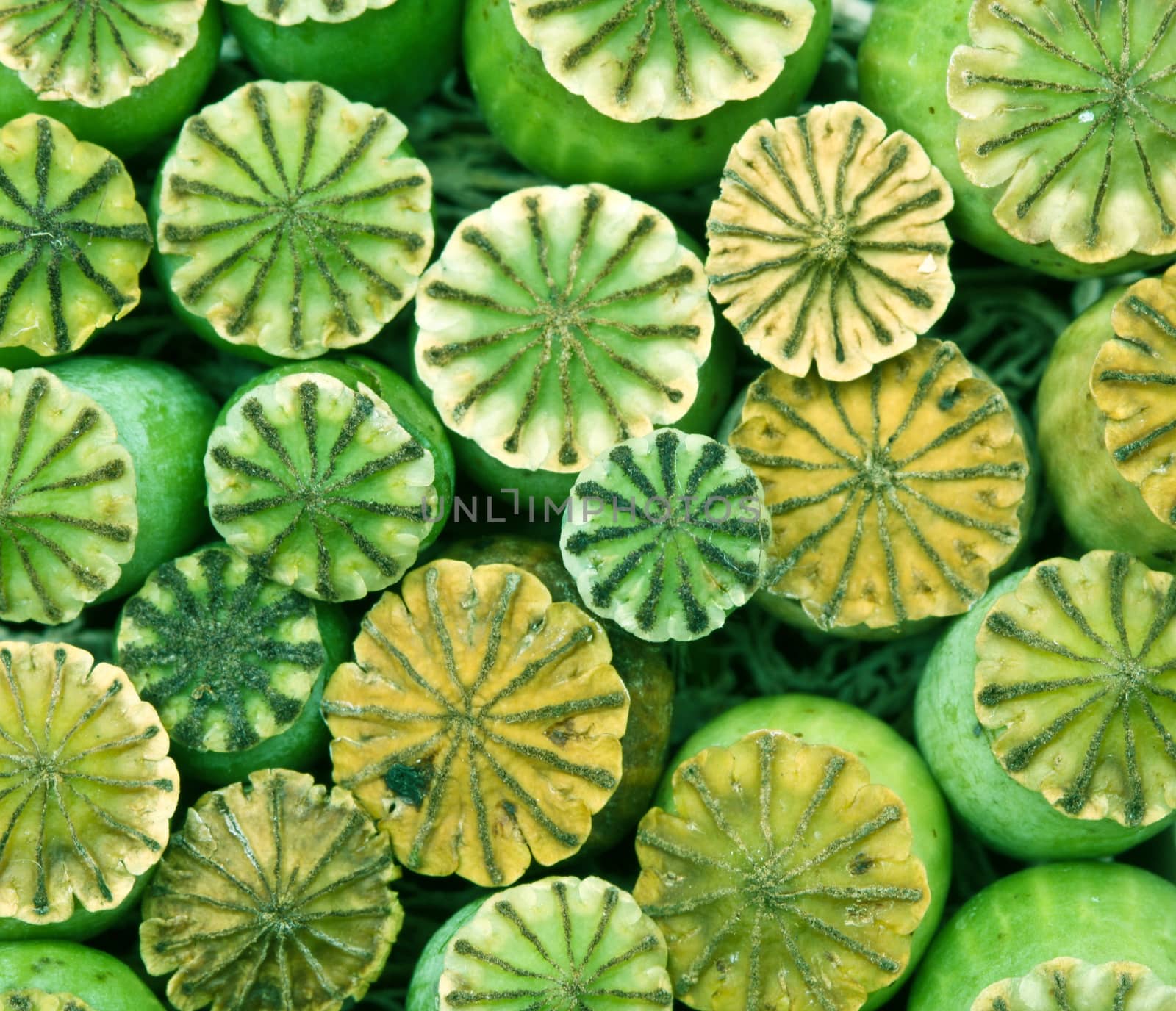 Opium poppy seed capsule closeup