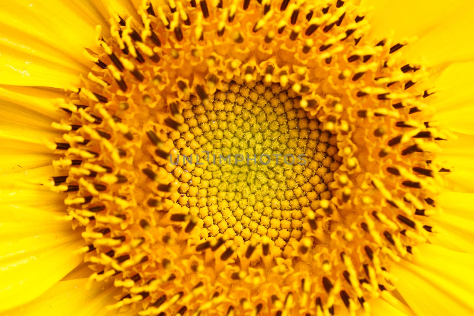 Sunflower close up