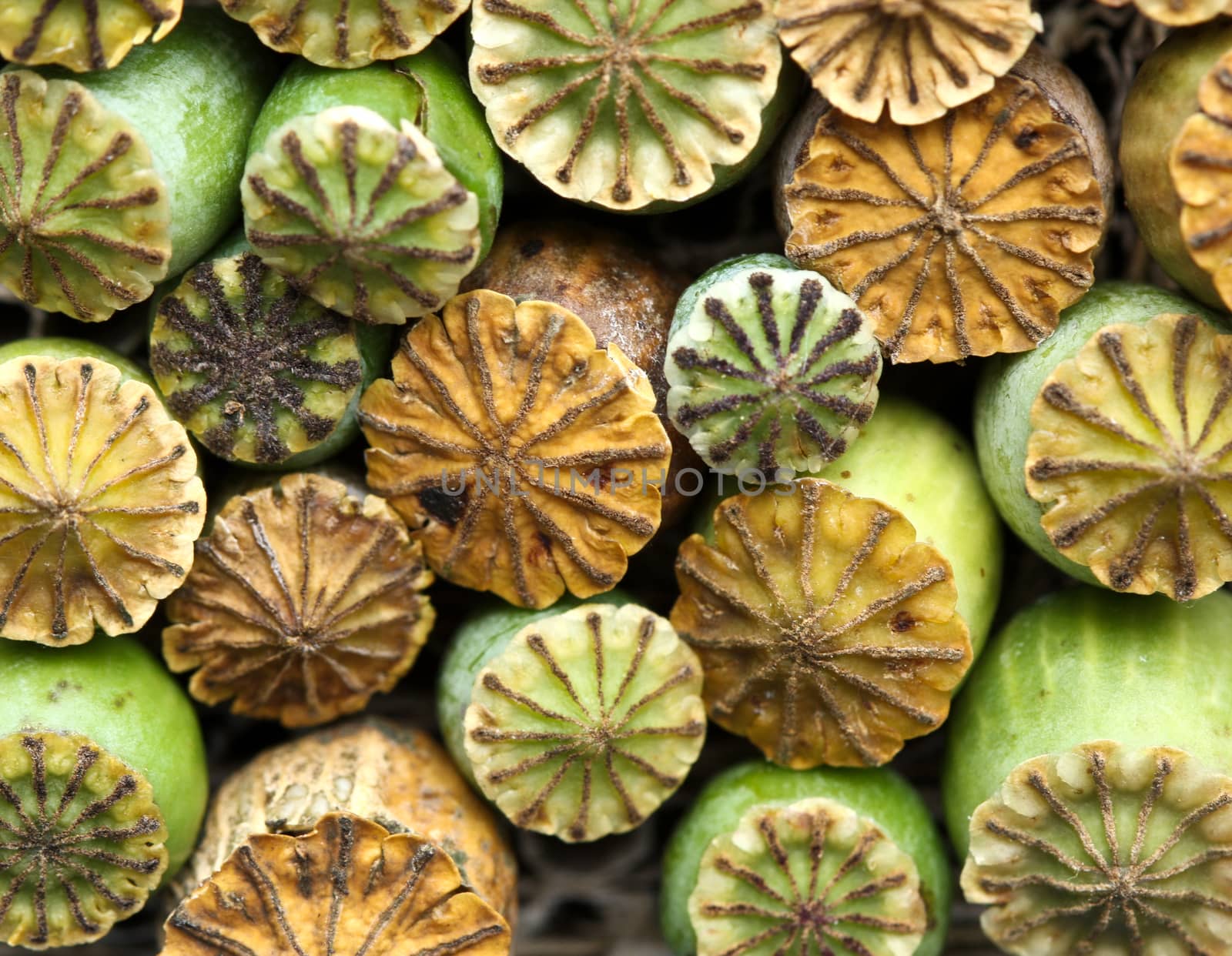 Opium poppy seed capsule closeup