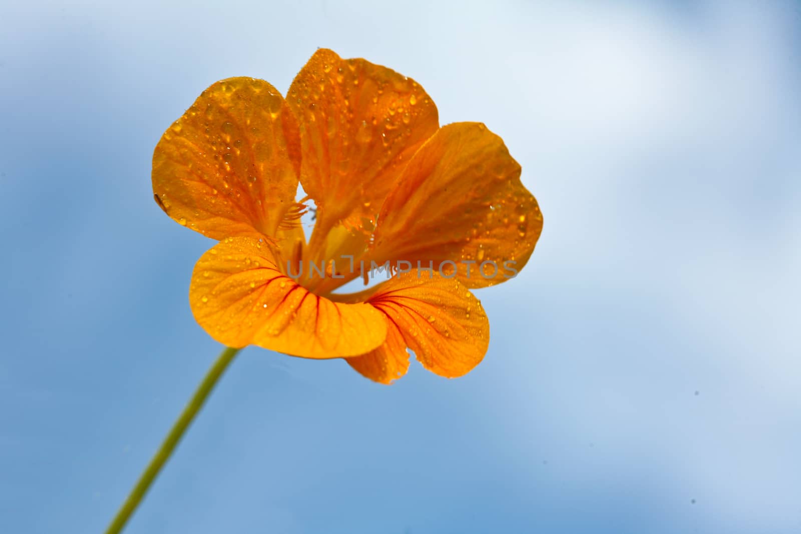 Orange flower and blue sky