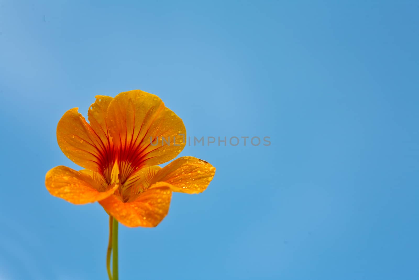Orange flower and blue sky