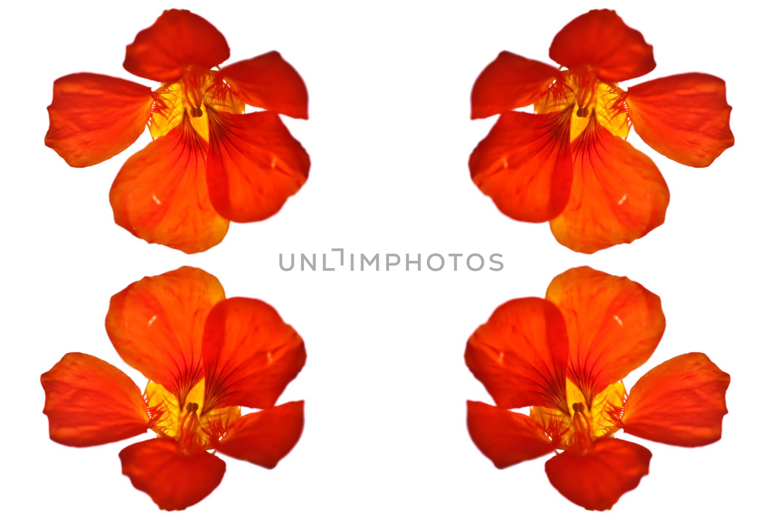 Red flower close up