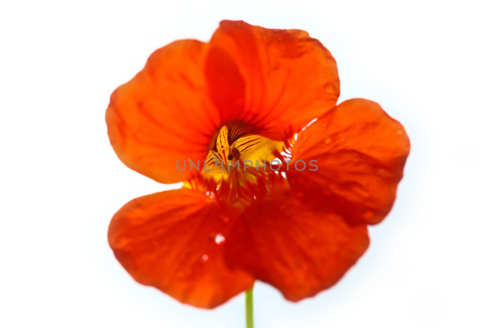 Red flower close up