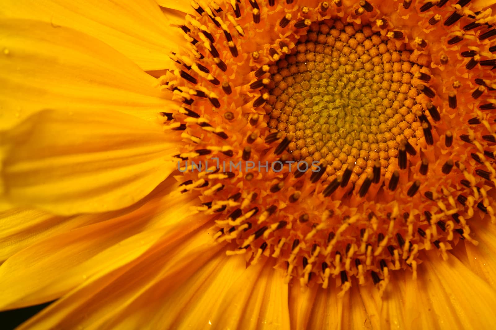 Sunflower close up