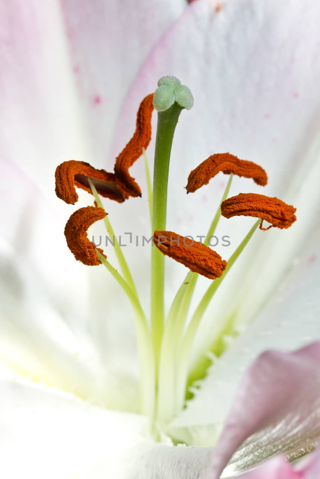 Orchidaceae close up and details