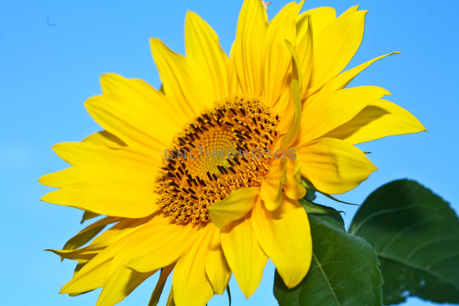 Sunflower close up